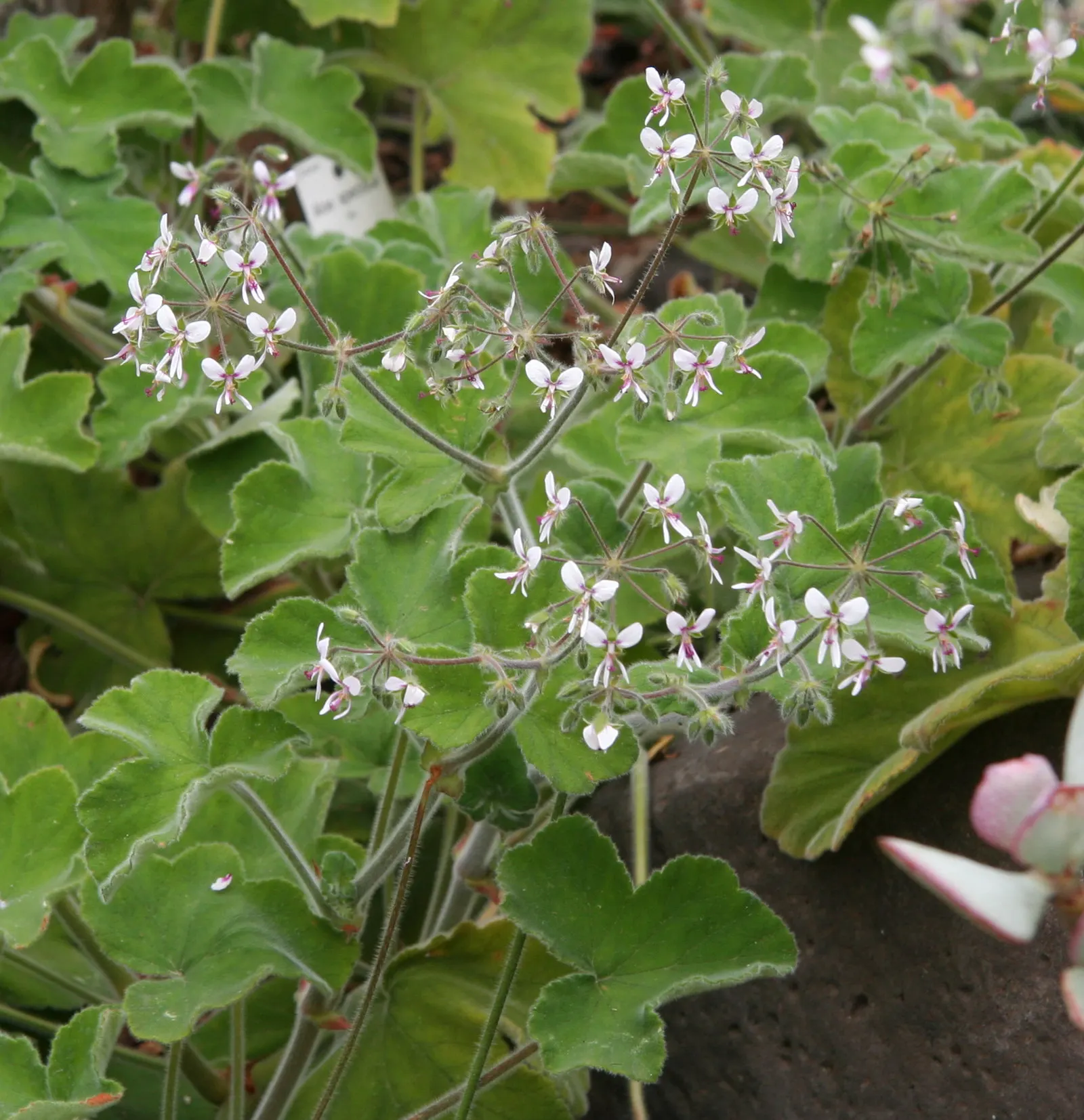 Peppermint Geranium (Pelargonium Tomentosum) — Each flower has faint lavender markings that enhance its ornamental value