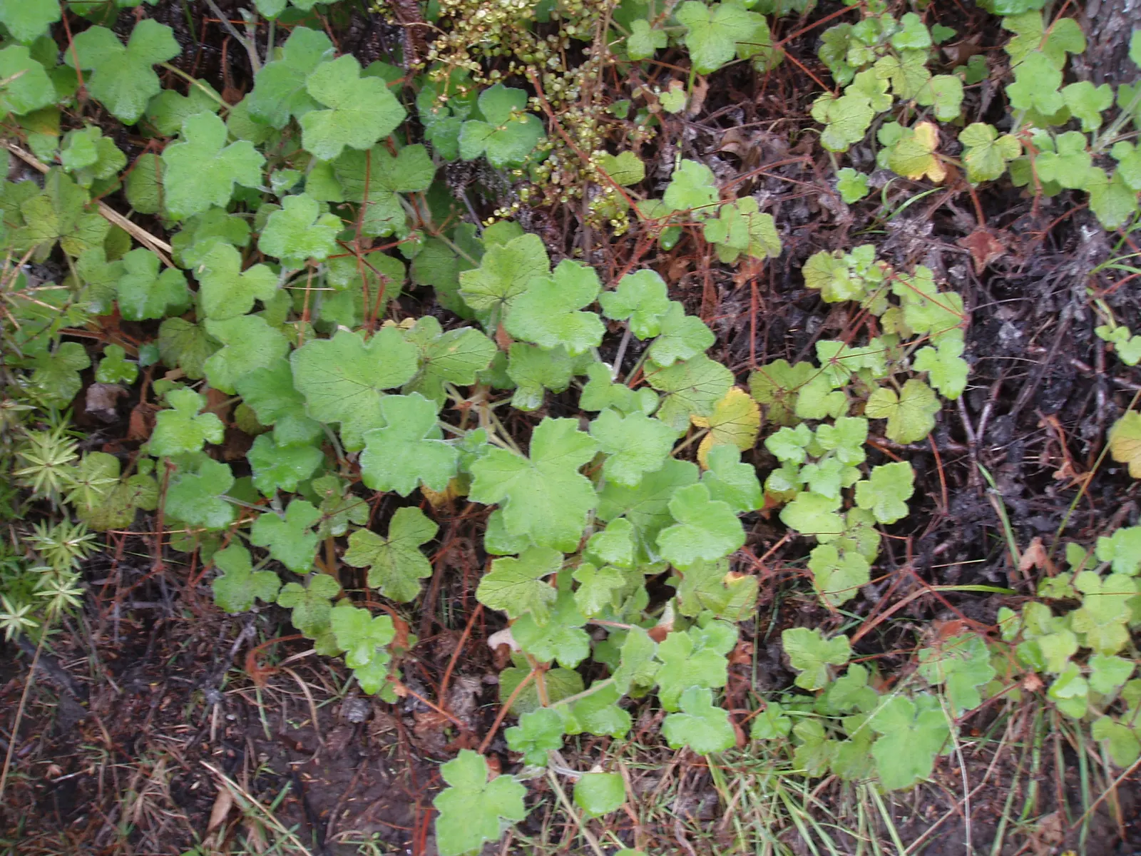 Peppermint Geranium (Pelargonium Tomentosum) — exuding a refreshing minty aroma upon the slightest touch