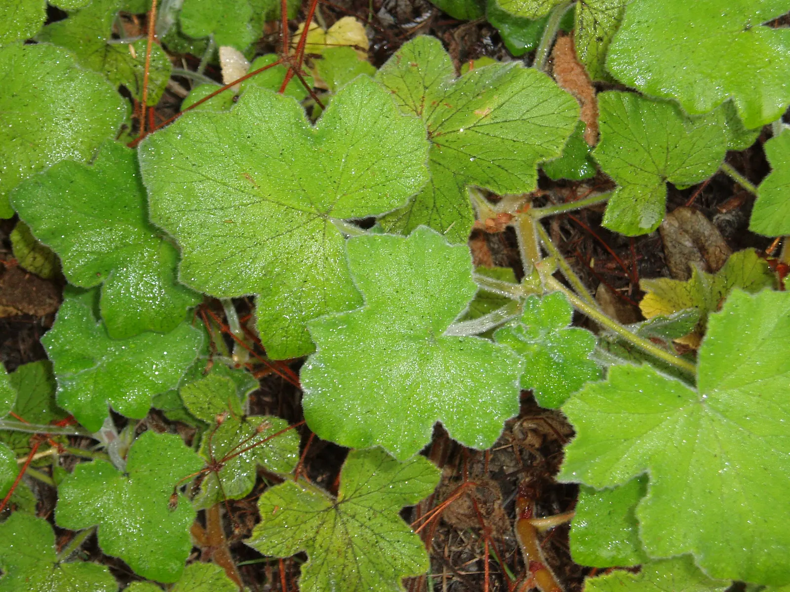 Peppermint Geranium (Pelargonium Tomentosum) — presents a delightful addition to any garden space