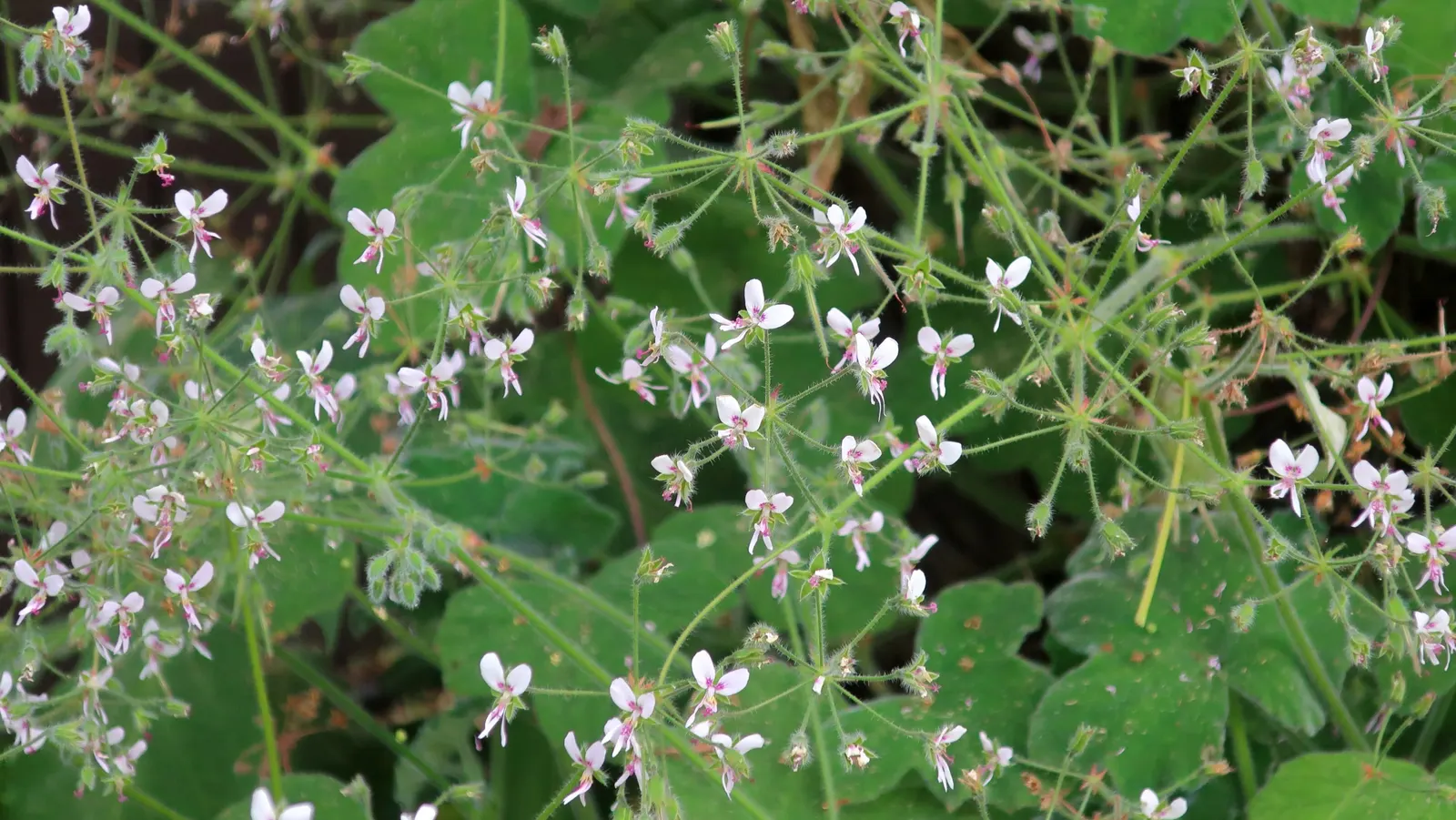 Peppermint Geranium (Pelargonium Tomentosum) — with a spread of 24 to 36 inches