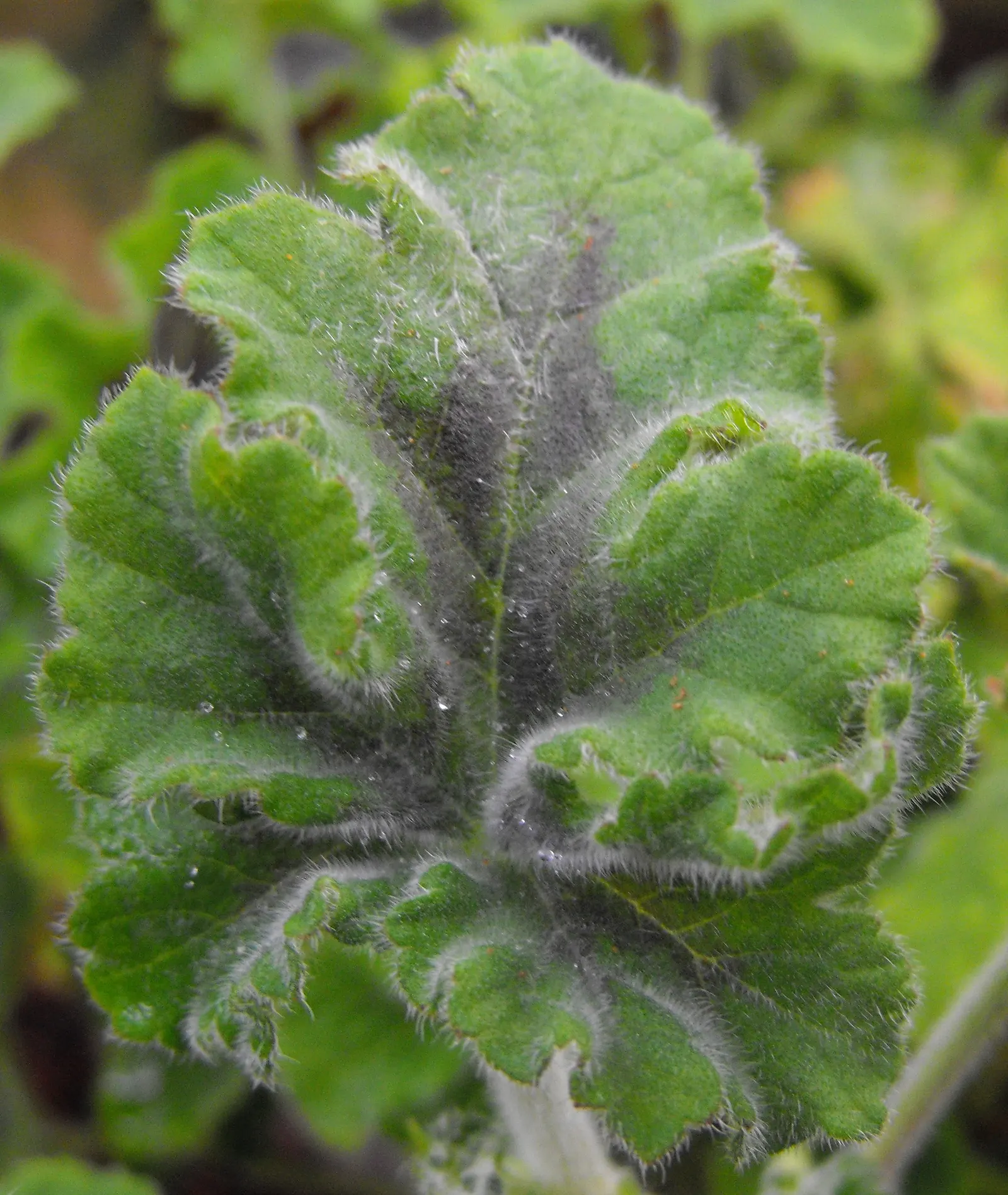 Peppermint Geranium (Pelargonium Tomentosum) — growing up to 2-3 feet tall and wide