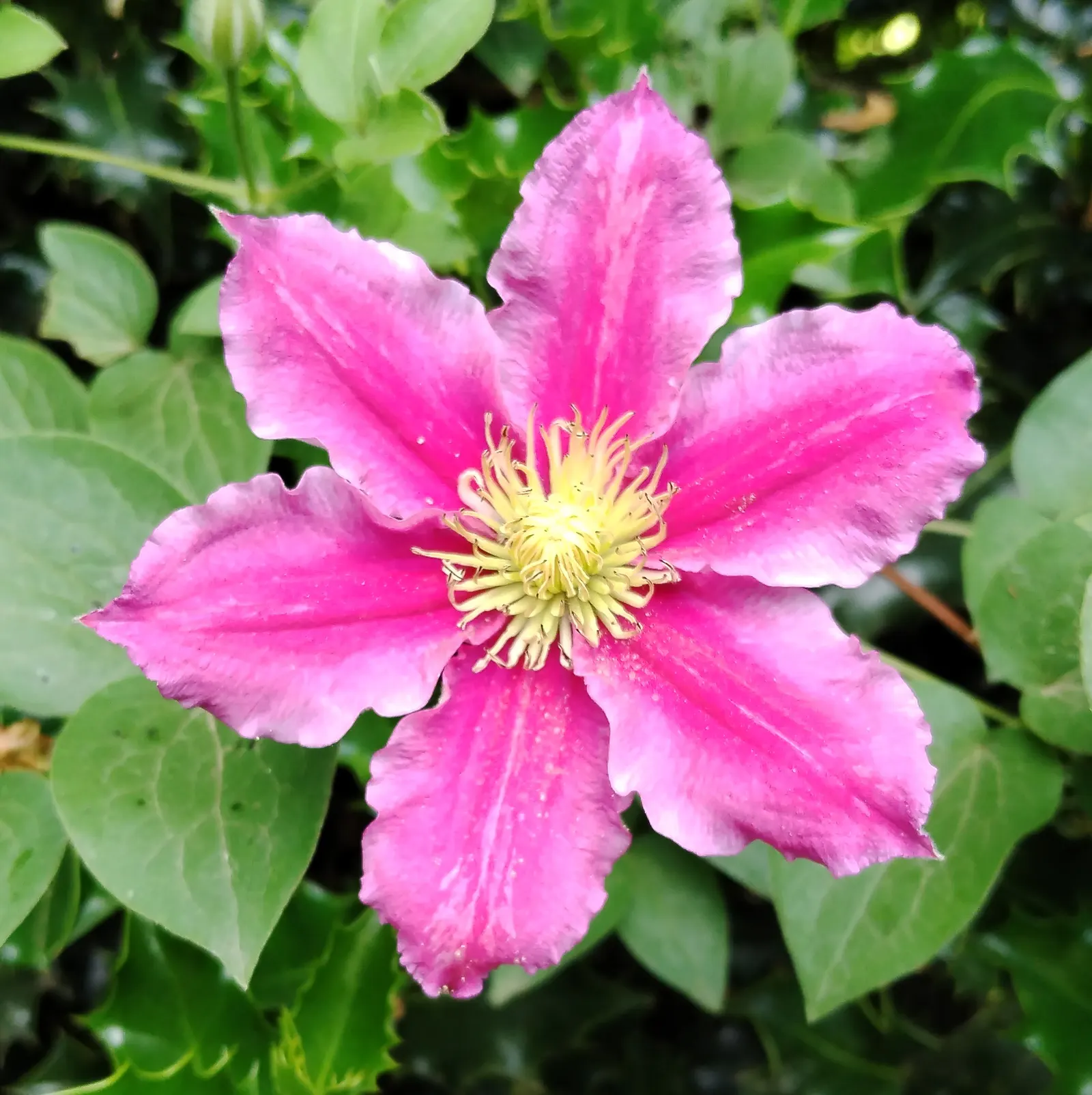 Piilu Clematis (Clematis 'Piilu') — One of the most noteworthy characteristics of this Clematis is its prolific blooming habit