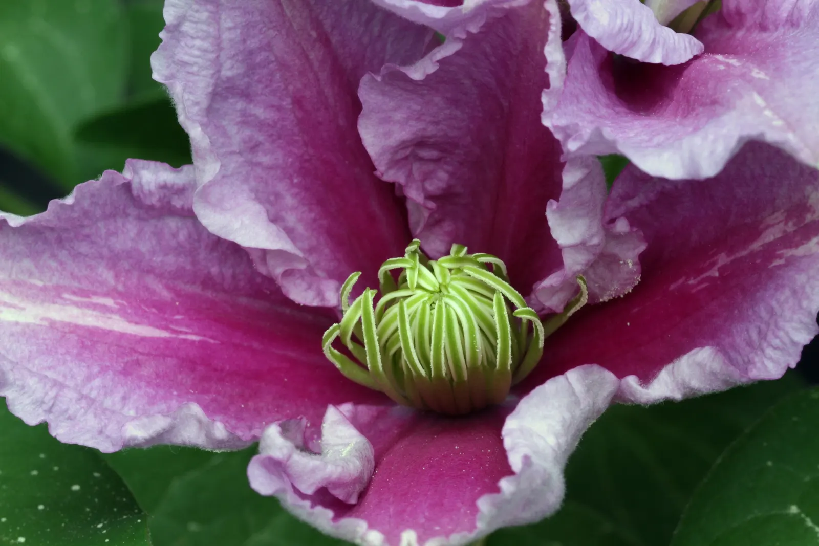 Piilu Clematis (Clematis 'Piilu') — The stamens' contrasting creamy yellow centers create a compelling focal point