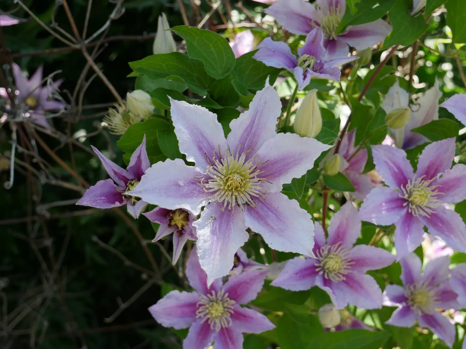 Piilu Clematis (Clematis 'Piilu') — this plant offers a second act with an abundance of single blossoms