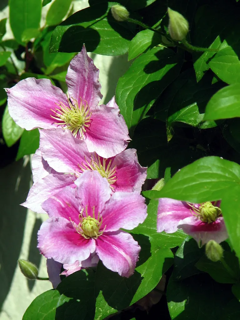 Piilu Clematis (Clematis 'Piilu') — growing to about 6-8 feet tall with a spread of up to 3 feet