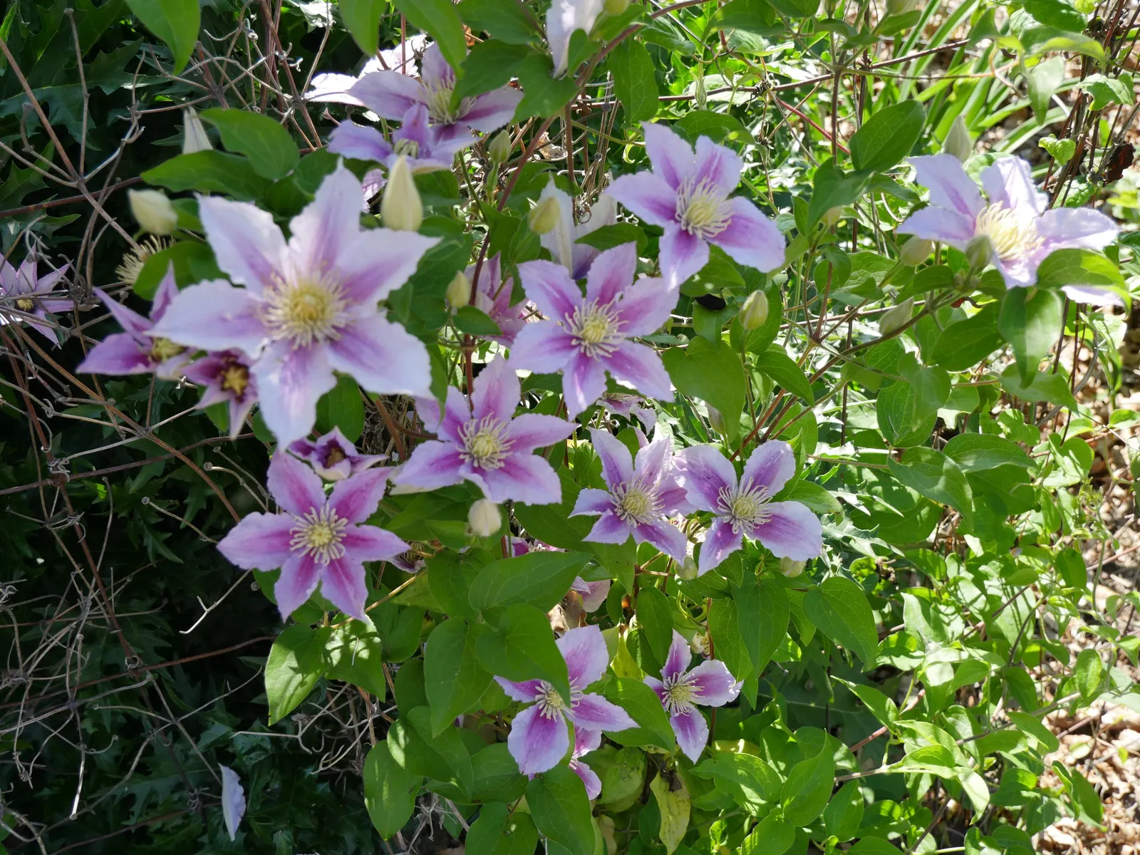 Piilu Clematis (Clematis 'Piilu') — Standing between 4 to 6 feet in height with a spread of approximately 2 to 3 feet