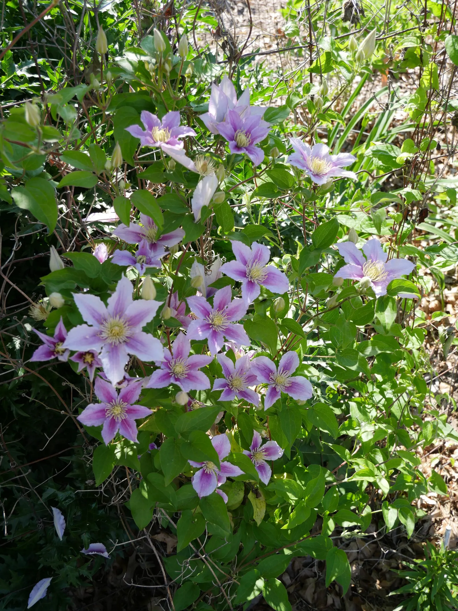 Piilu Clematis (Clematis 'Piilu') — The Piilu Clematis stands out with two waves of flowers