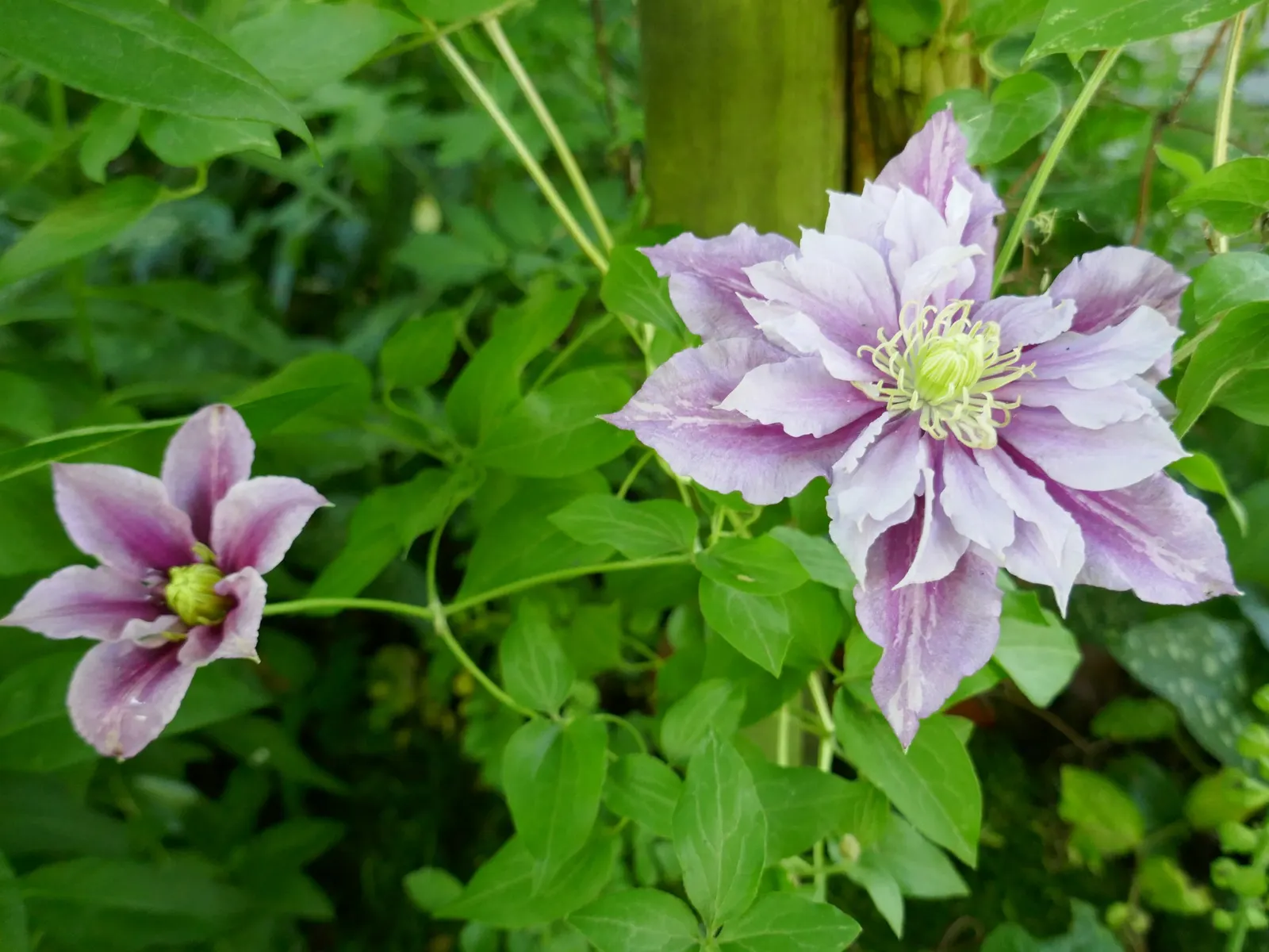 Piilu Clematis (Clematis 'Piilu') — also known as Little Duckling