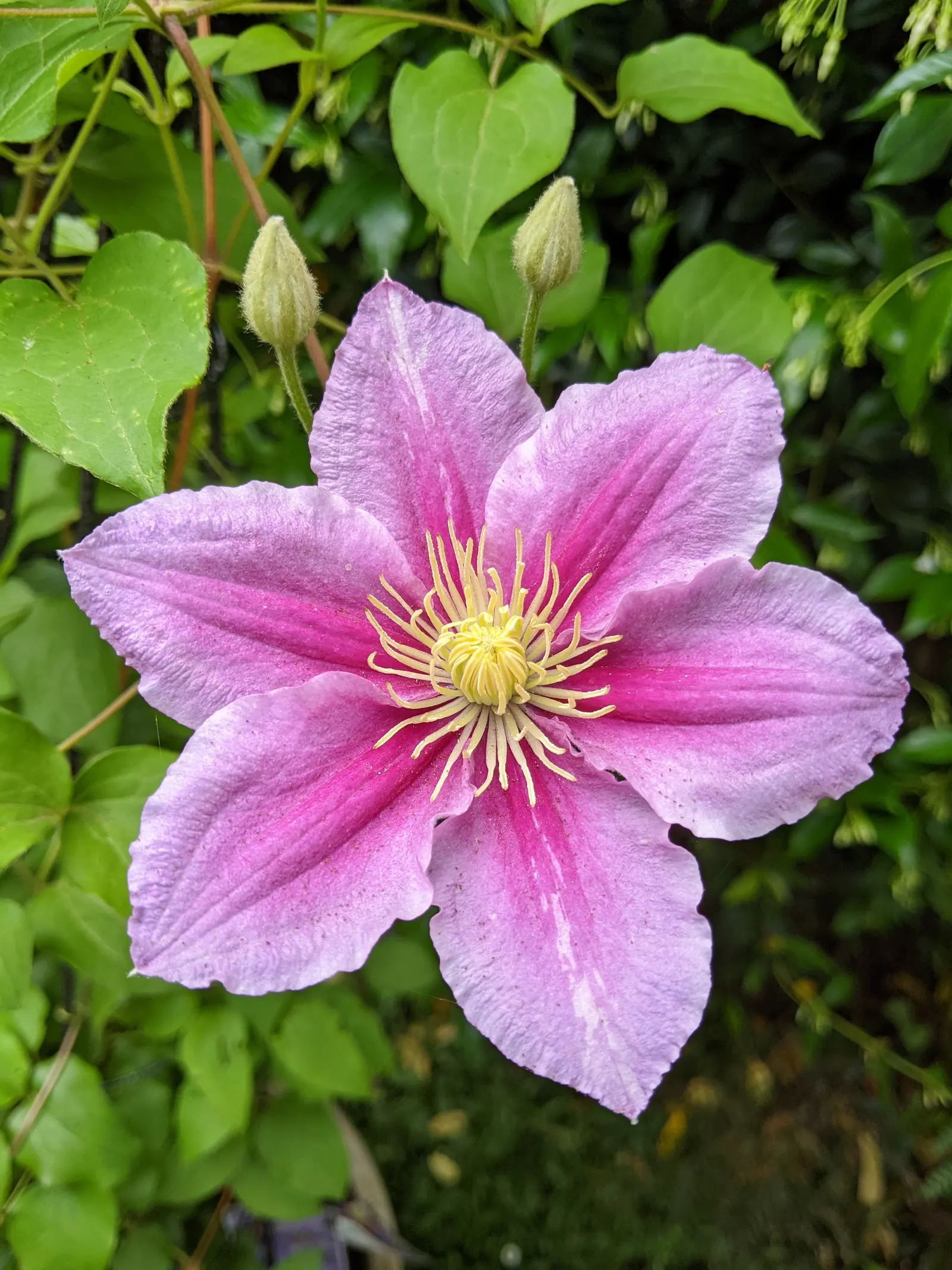 Piilu Clematis (Clematis 'Piilu') — commonly referred to as the Piilu Clematis