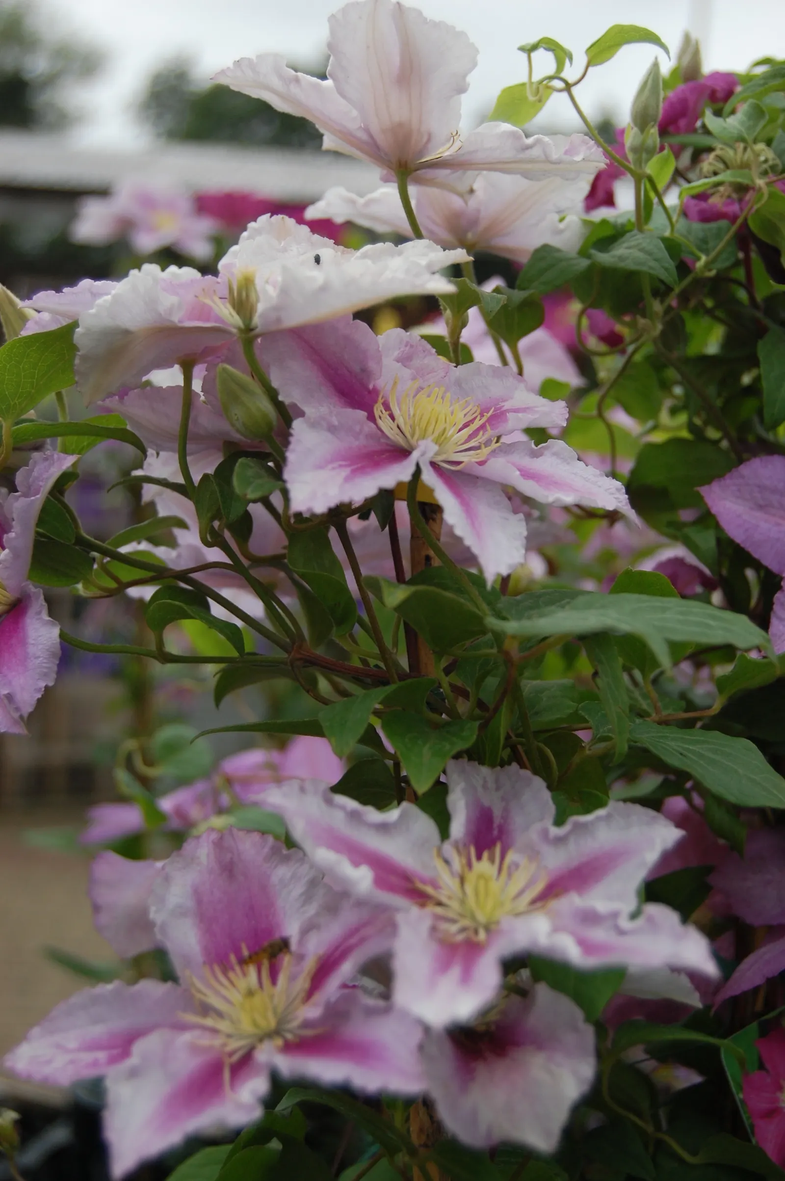 Piilu Clematis (Clematis 'Piilu') — Its first flush in late spring to early summer presents large double flowers