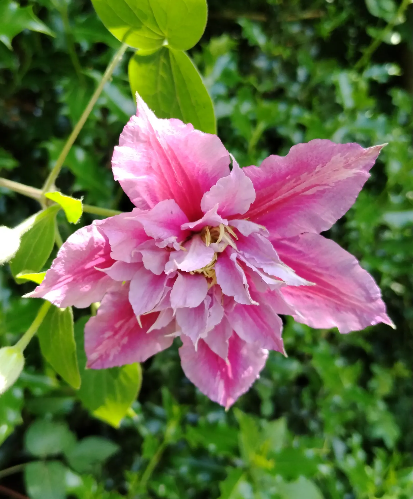 Piilu Clematis (Clematis 'Piilu') — the Piilu Clematis is perfectly sized for small gardens