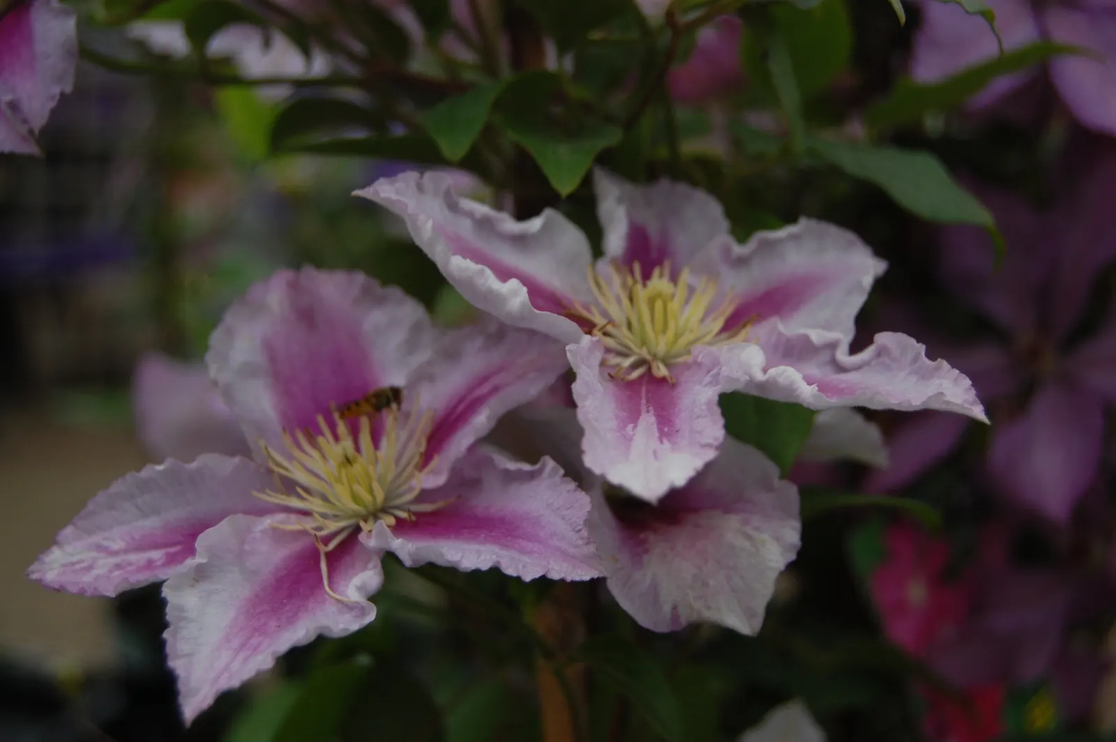 Piilu Clematis (Clematis 'Piilu') — each spanning up to 4 inches across