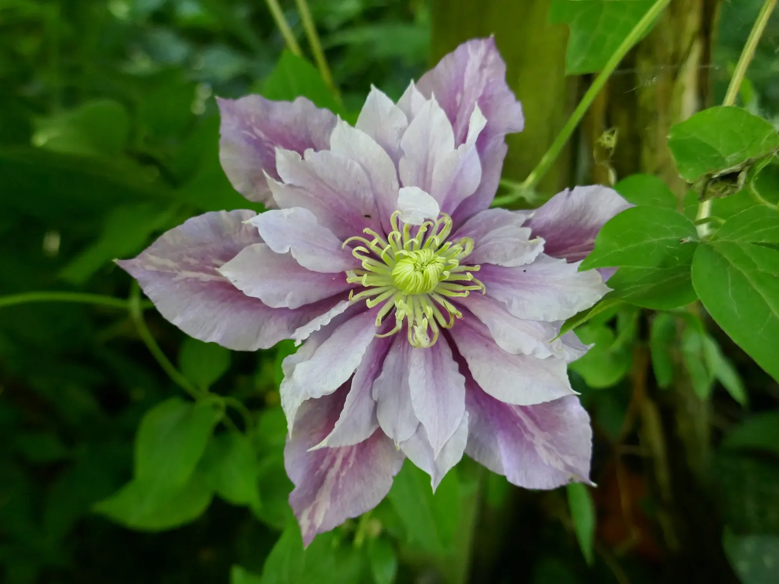 Piilu Clematis (Clematis 'Piilu') — Renowned for its profuse, early blooms, it flaunts two-toned pink petals with a striking, ruffled edge