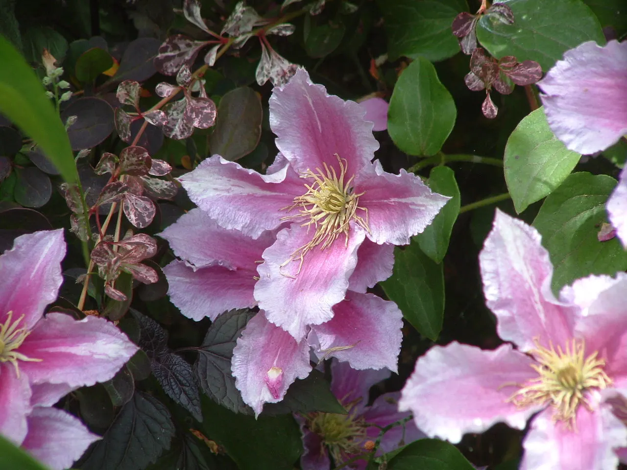 Piilu Clematis (Clematis 'Piilu') — Best in USDA zones 4-8, it thrives in full sun to part shade, requiring well-drained soil