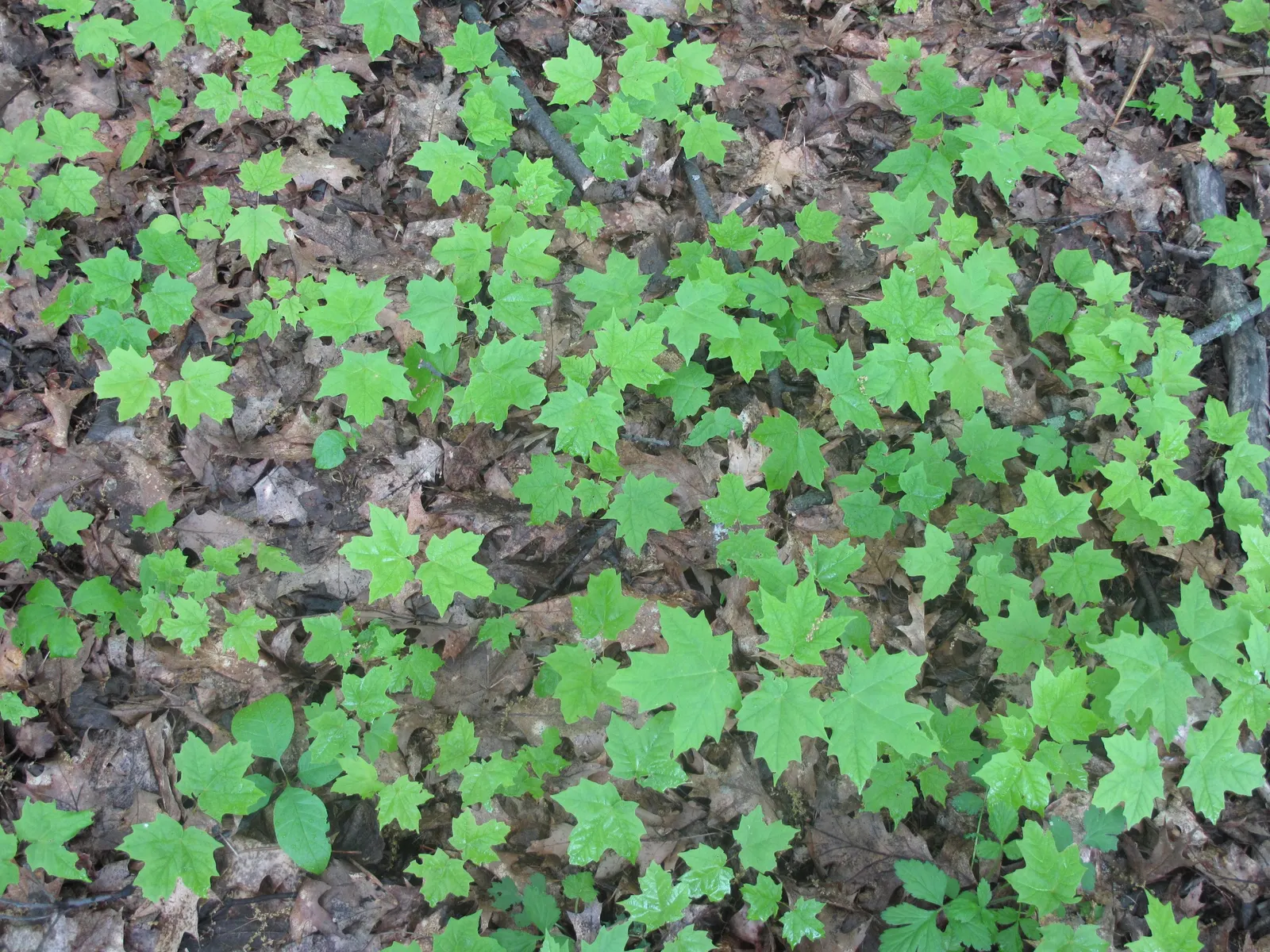Sugar Maple (Acer Saccharum) — slightly acidic to neutral soils (pH 5.5 to 7.3); turning from a lush green in summer to a brilliant palette of, image 64