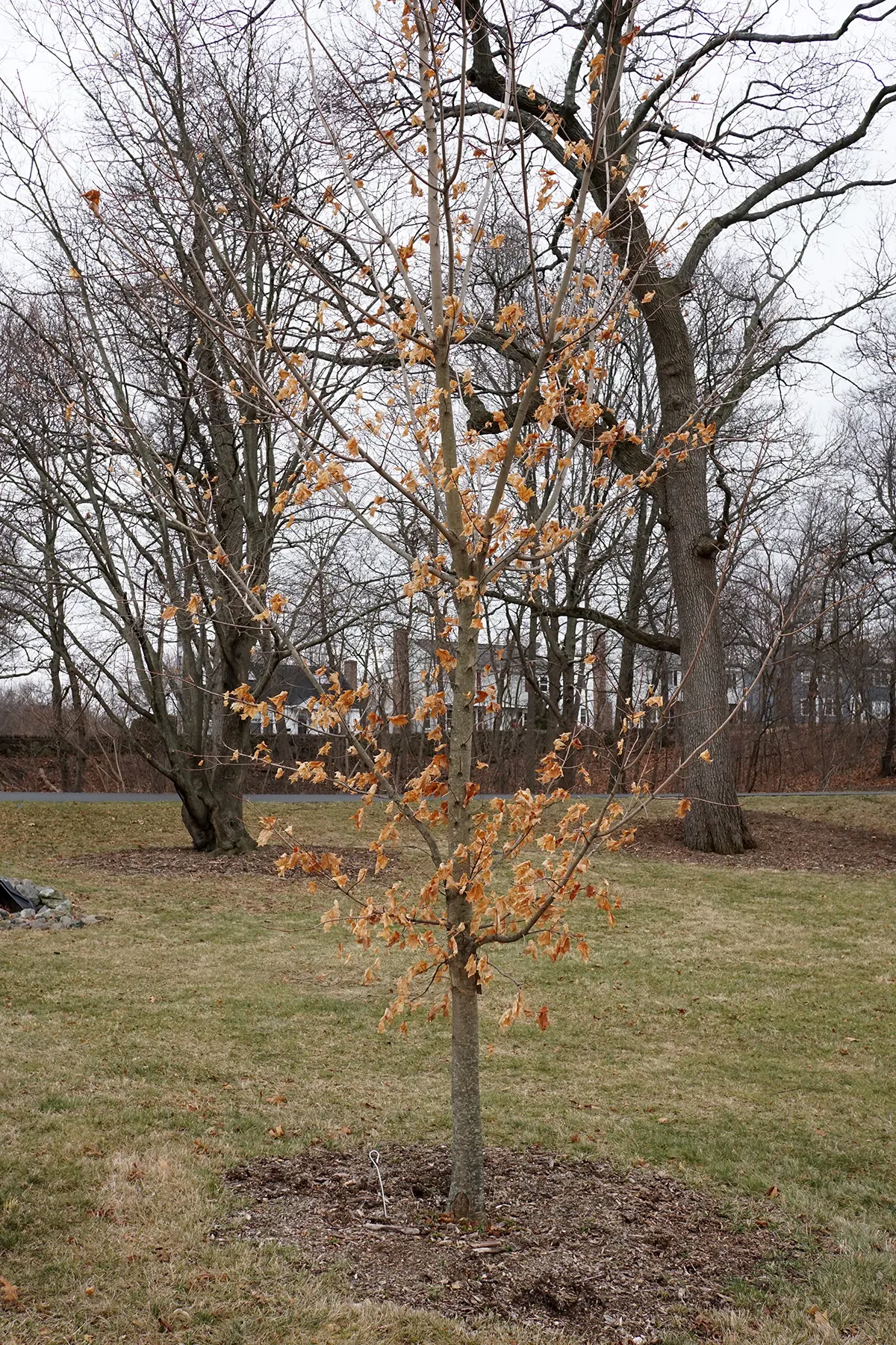 Sugar Maple (Acer Saccharum) — The Sugar Maple (Acer saccharum), renowned for brilliant fall foliage, reaches up to 60-75ft tall; springtime blooms give way to