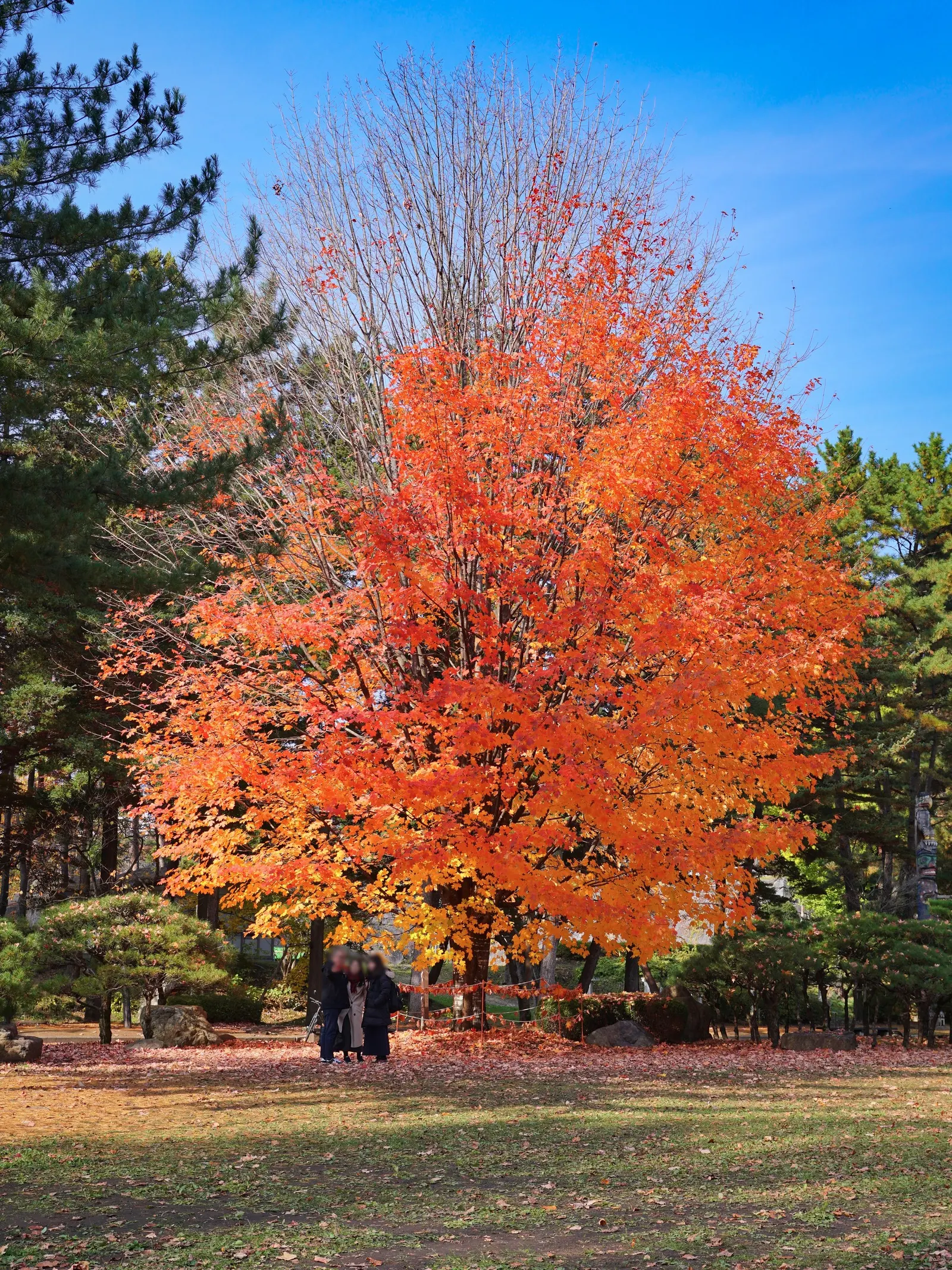 Sugar Maple (Acer Saccharum) — Springtime blooms give way to samaras; tree for full, image 54