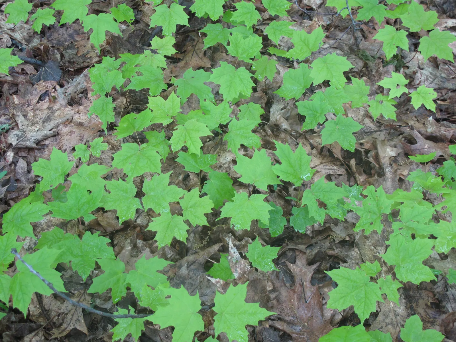 Sugar Maple (Acer Saccharum) — This seasonal color transition offers a spectacular display; growing 3 to 6 inches long with five distinct lobes