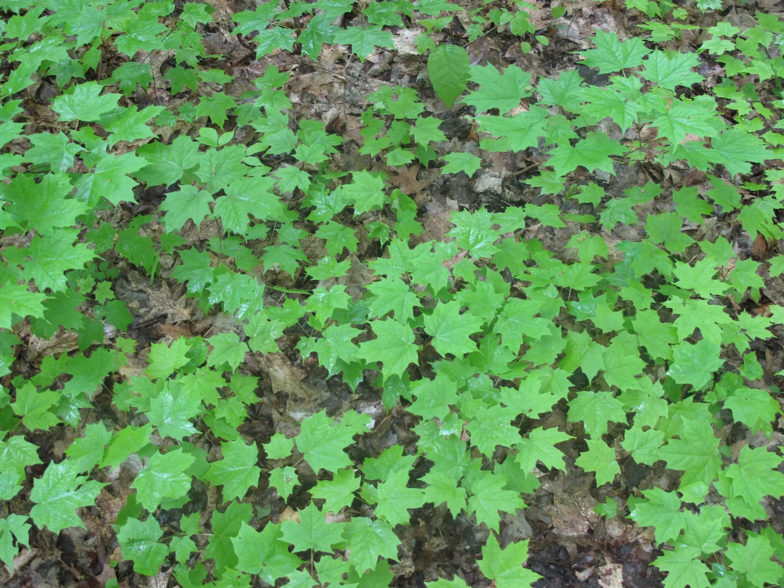 Sugar Maple (Acer Saccharum) — tree for full; greatly enhancing any landscape design.<br><br>Due to its robust root system and size