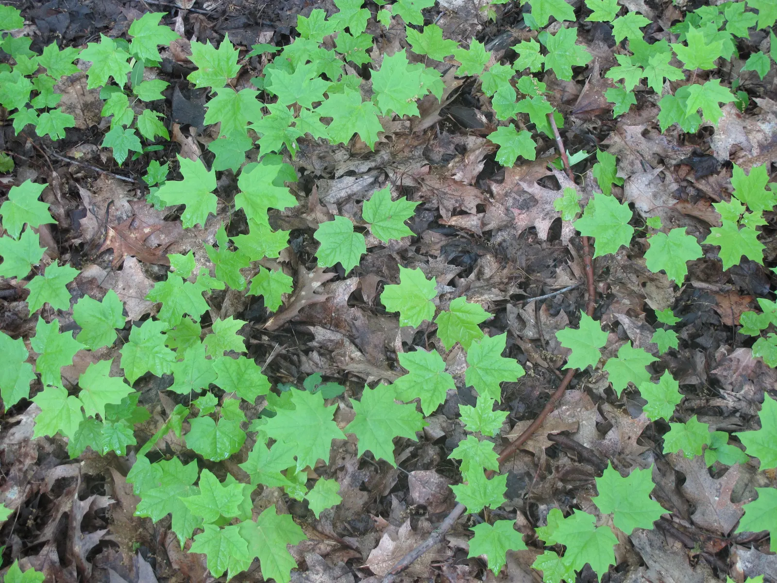 Sugar Maple (Acer Saccharum) — Offers substantial shade and is ideal for spacious landscapes; slightly acidic to neutral soils (pH 5.5 to 7.3)