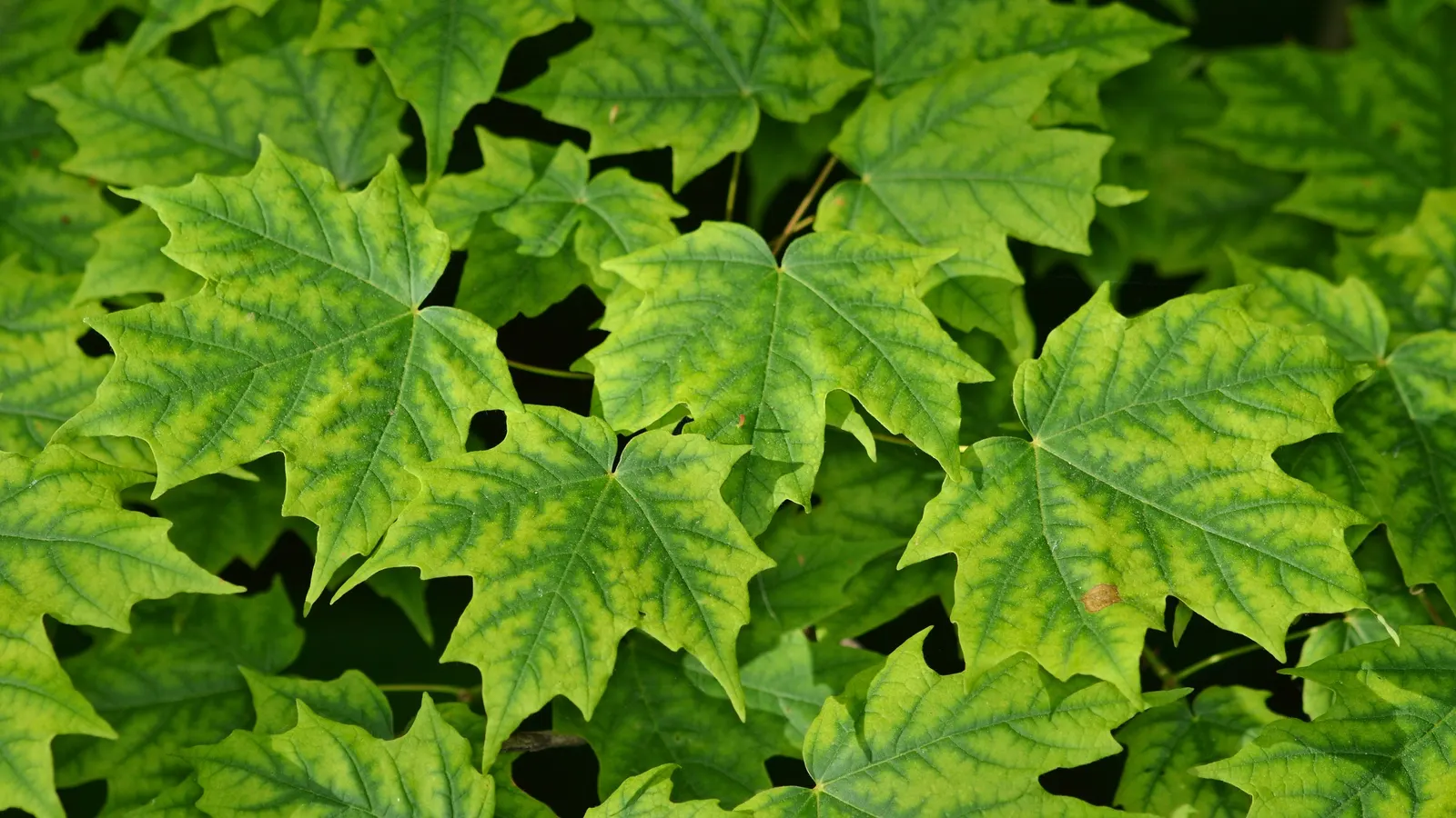 Sugar Maple (Acer Saccharum) — scientifically known as Acer saccharum; this seasonal color transition offers a spectacular display