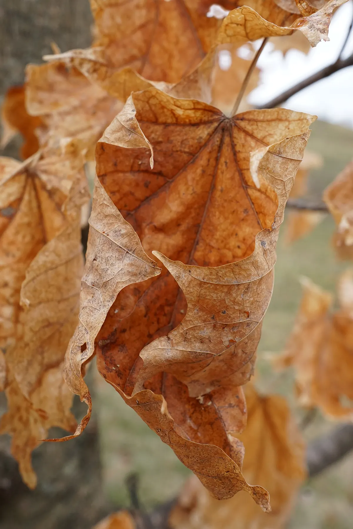 Sugar Maple (Acer Saccharum) — growing 3 to 6 inches long with five distinct lobes; notable for its sap, which is used in making maple syrup