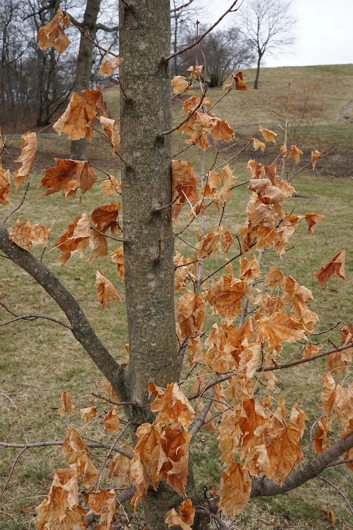 Sugar Maple (Acer Saccharum) — Offers substantial shade and is ideal for spacious landscapes