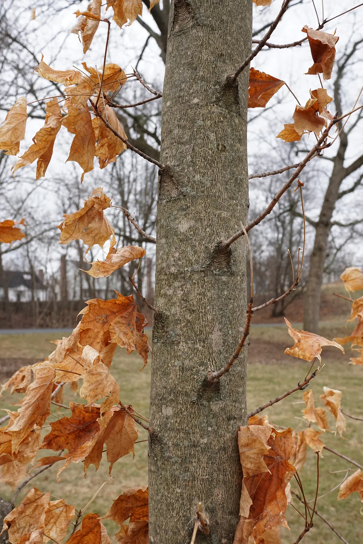 Sugar Maple (Acer Saccharum) — typically around 12 to 24 inches per annum