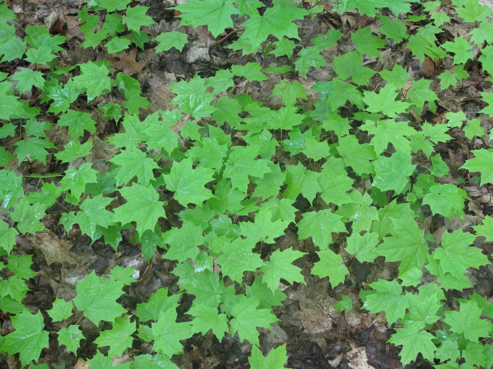 Sugar Maple (Acer Saccharum) — turning from a lush green in summer to a brilliant palette of orange; making it an excellent choice for expansive yards and