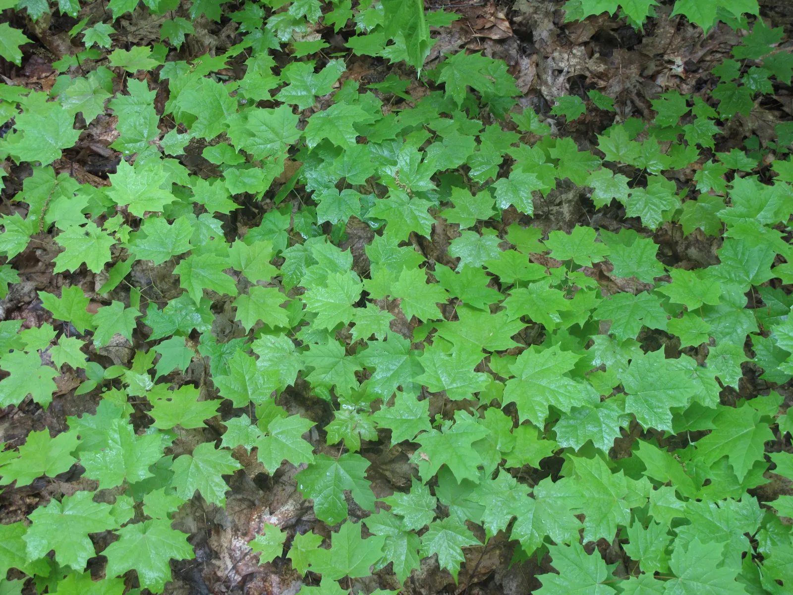 Sugar Maple (Acer Saccharum) — typically around 12 to 24 inches per annum, image 38
