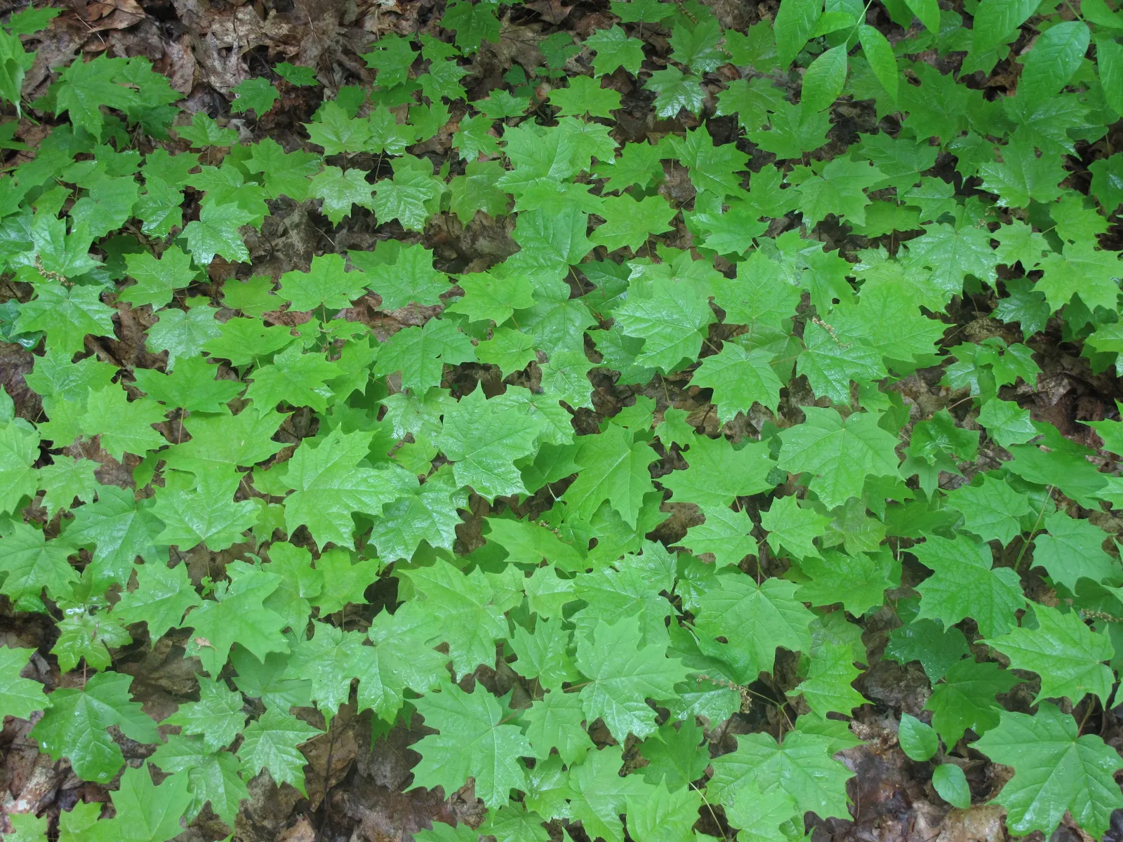 Sugar Maple (Acer Saccharum) — is a prominent feature of many temperate landscapes; it prefers well-drained, fertile soil, and full to partial sun, image 58