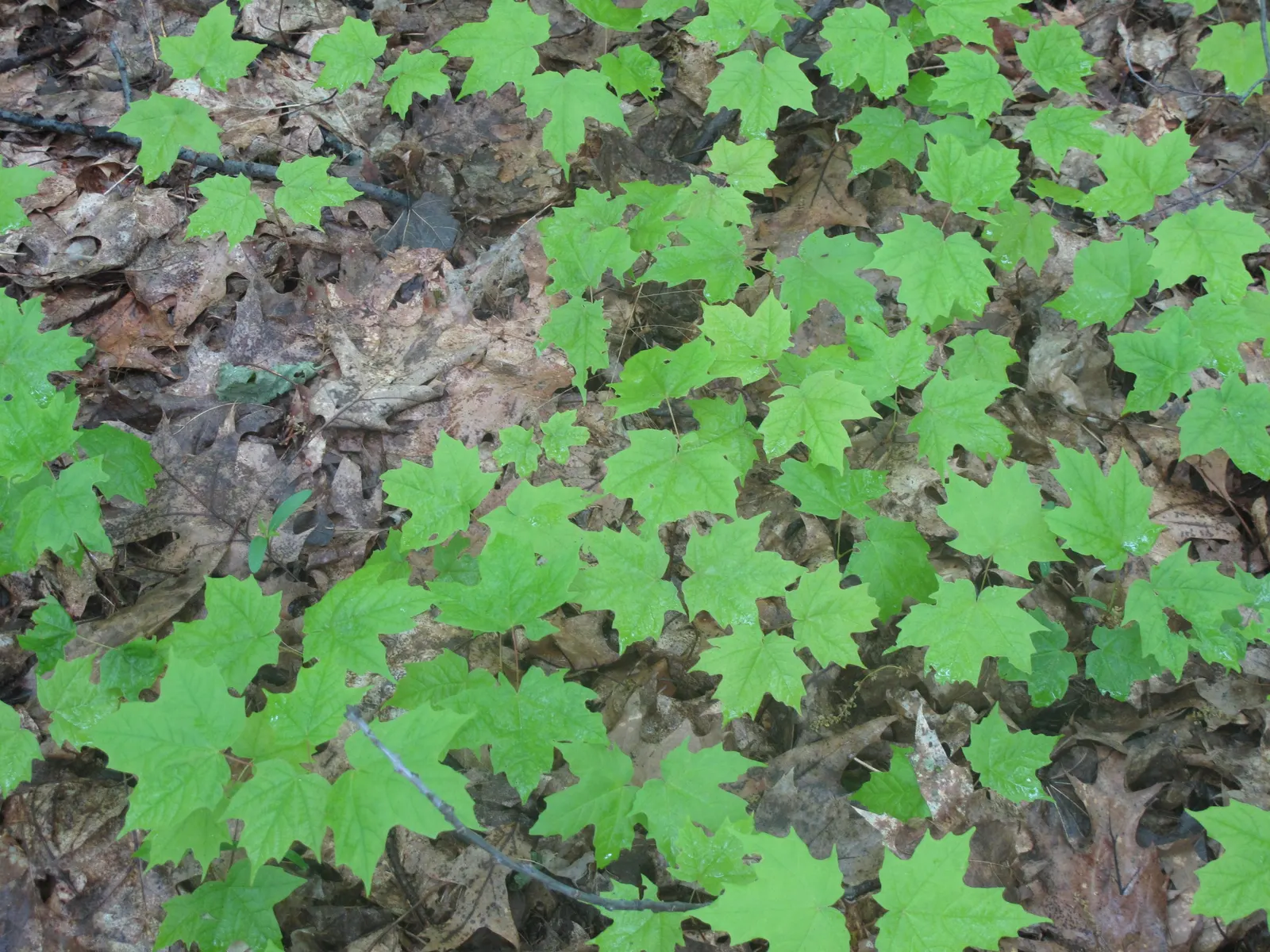 Sugar Maple (Acer Saccharum) — making it an excellent choice for expansive yards and public spaces.<br><br>Its growth rate is moderate; offers, image 62