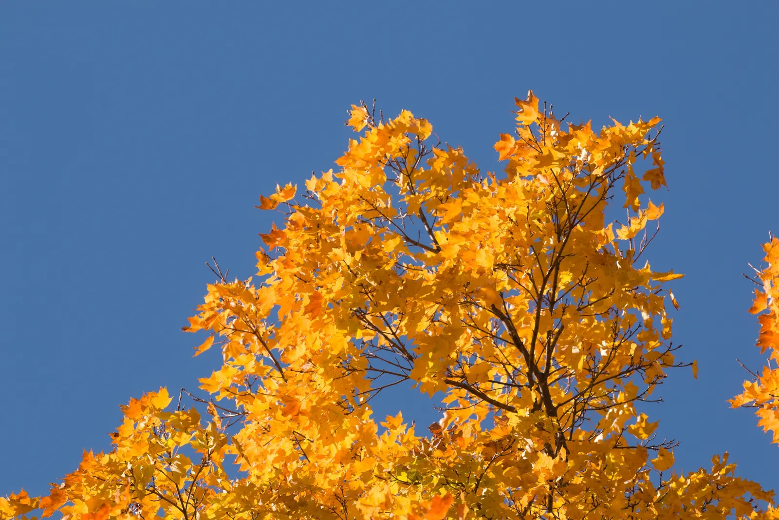 Sugar Maple (Acer Saccharum) — tree for full