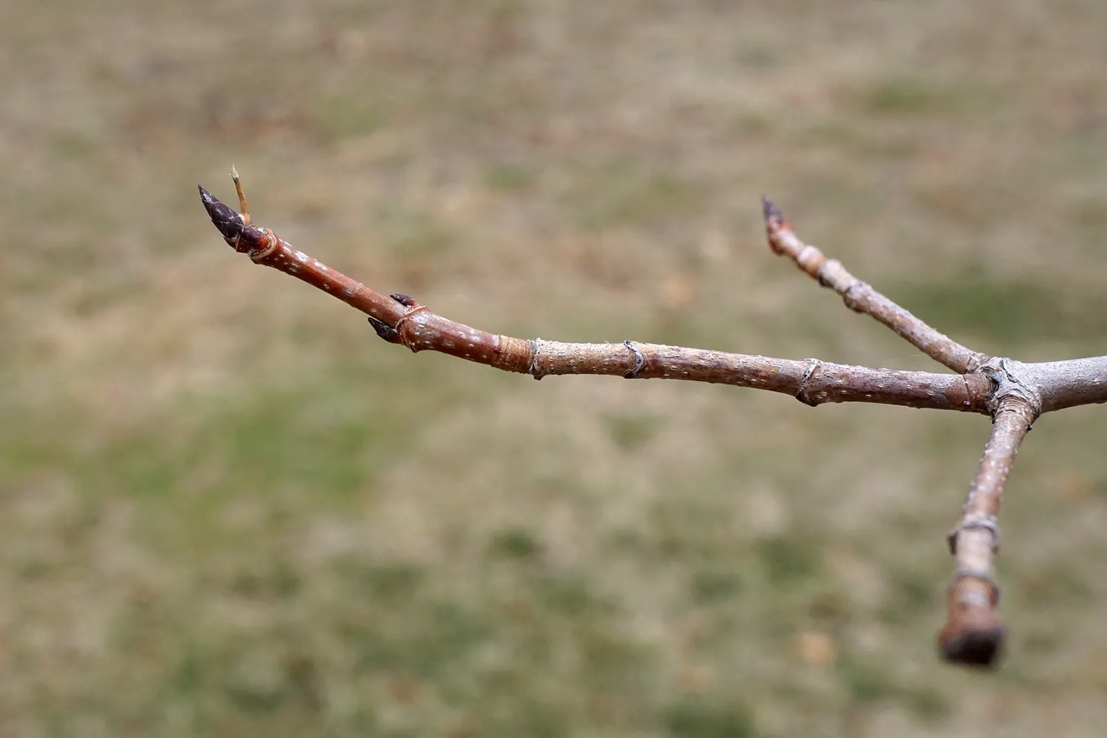 Sugar Maple (Acer Saccharum) — While it is adaptable to a range of soil types