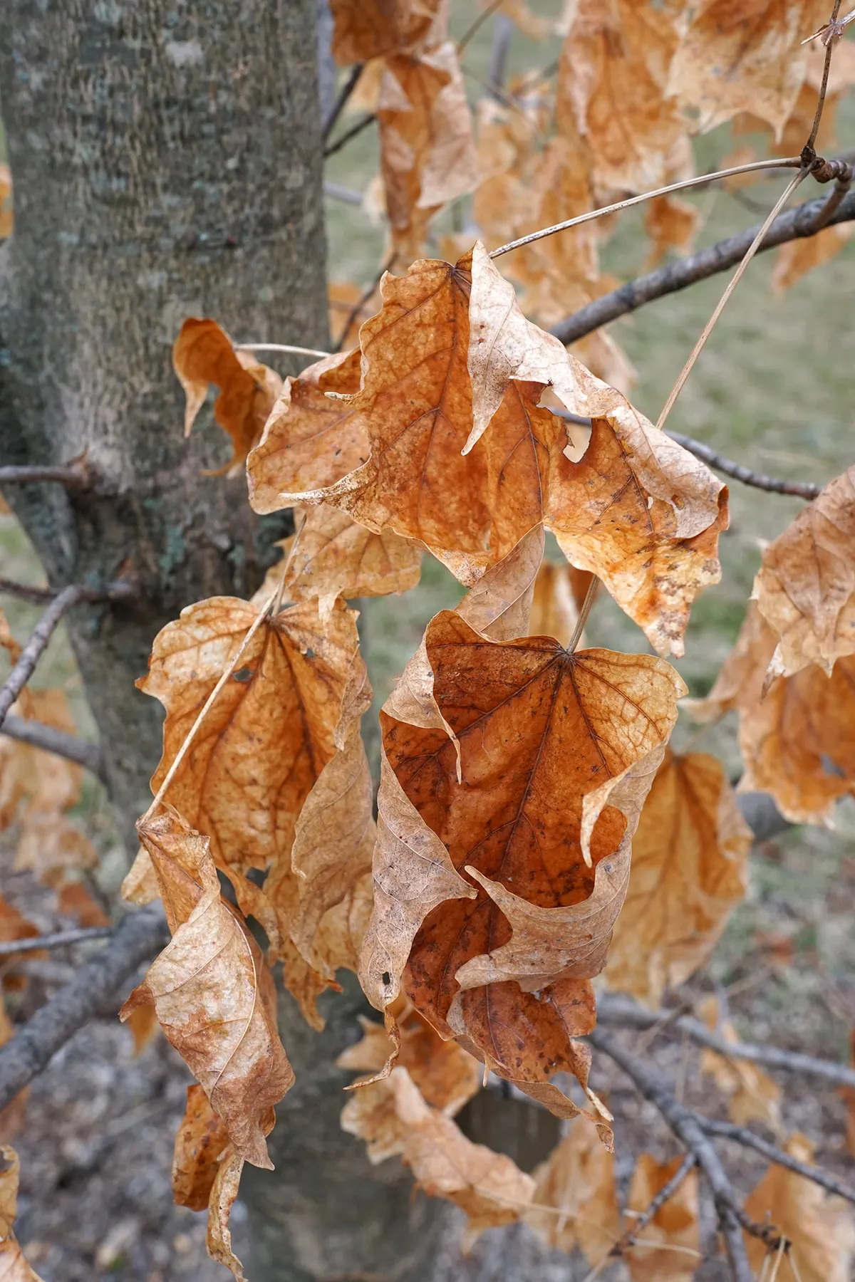 Sugar Maple (Acer Saccharum) — renowned for its vibrant fall coloration and significant contribution to syrup production