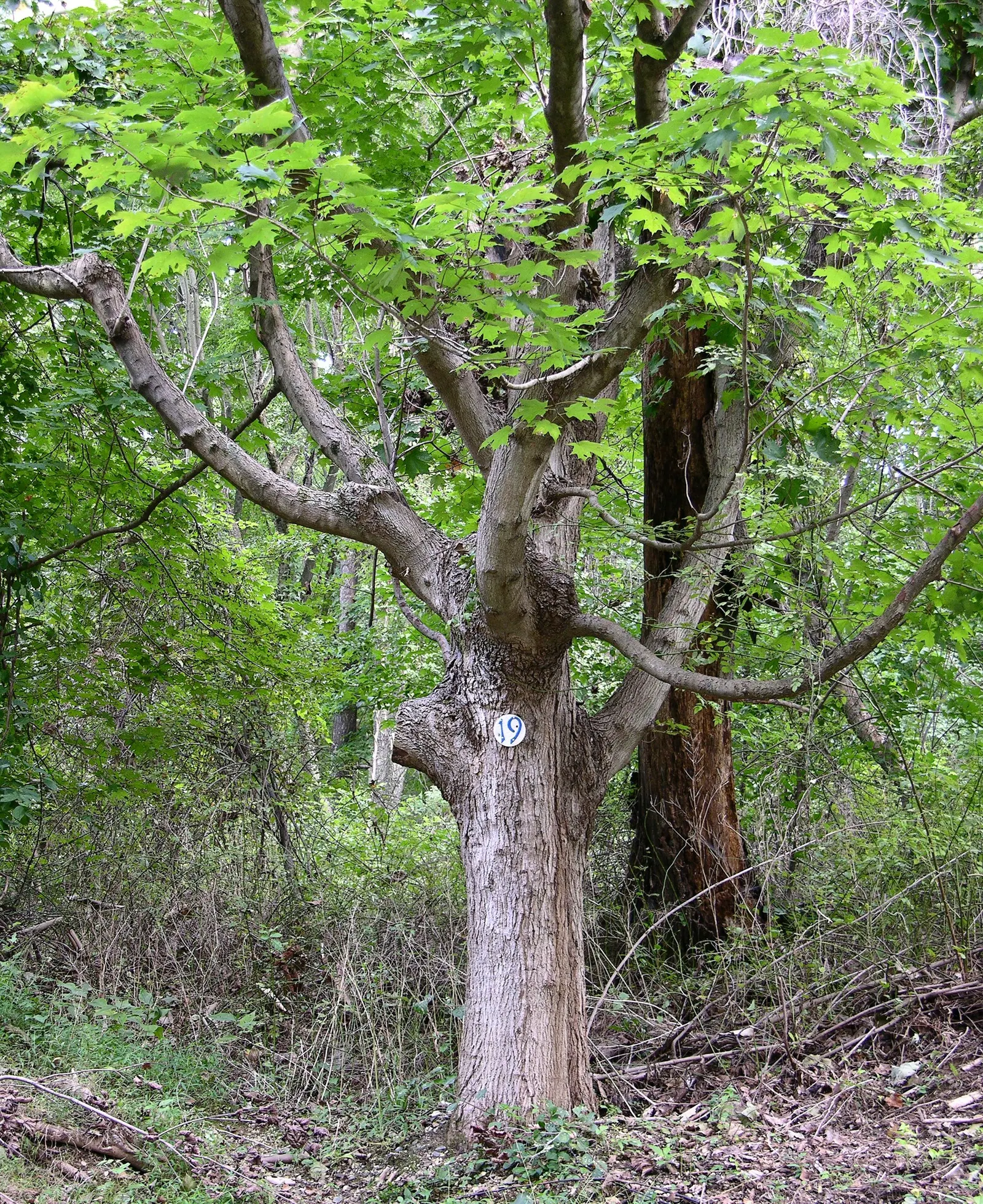 Sugar Maple (Acer Saccharum) — with a stately spread of 40 to 50 feet; ensuring a long-standing presence in the designed landscape, image 61