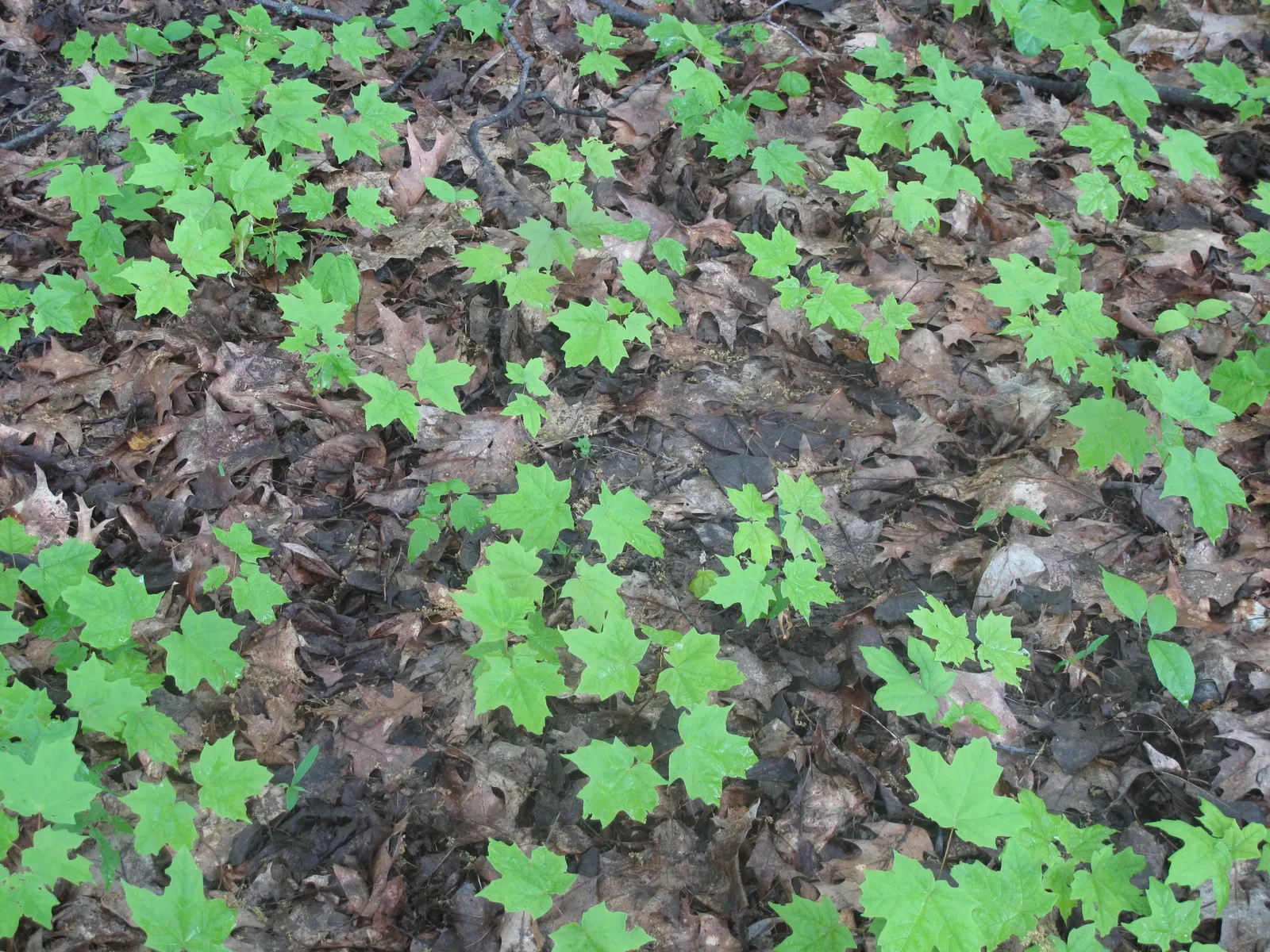 Sugar Maple (Acer Saccharum) — ensuring a long-standing presence in the designed landscape; while it is adaptable to a range of soil types