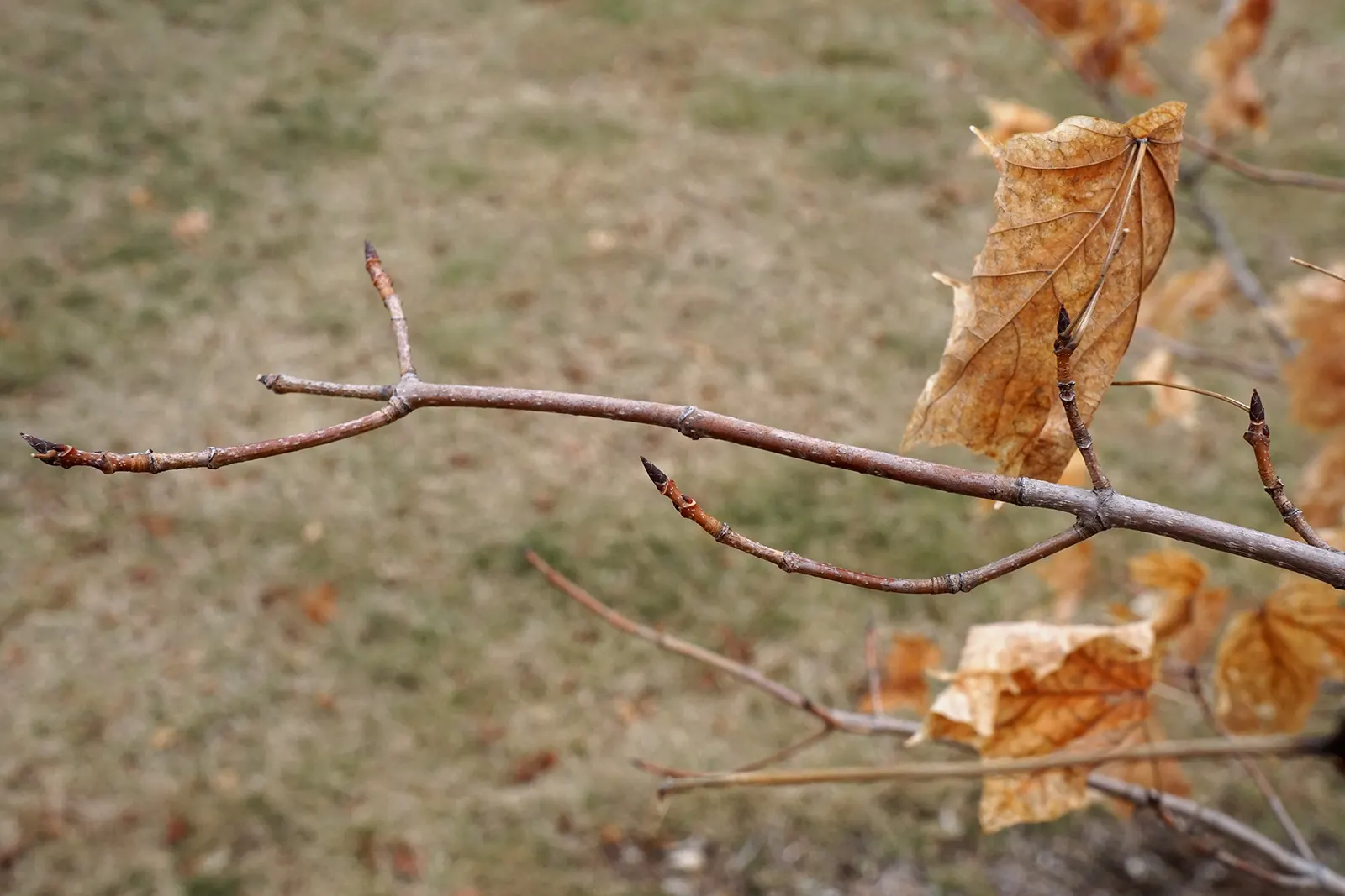 Sugar Maple (Acer Saccharum) — growing 3 to 6 inches long with five distinct lobes