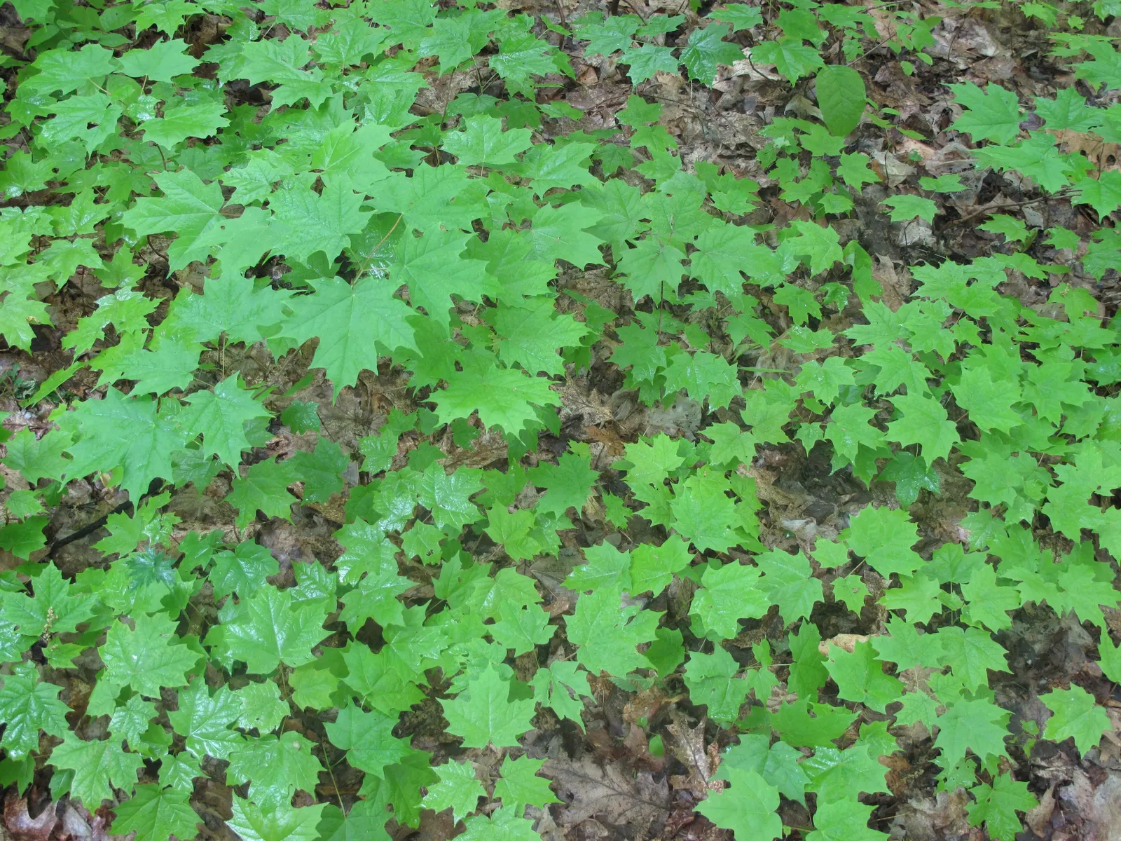 Sugar Maple (Acer Saccharum) — This majestic deciduous tree can soar to heights of 60 to 75 feet; hardiness is one of its strengths; Acer saccharum thrives in