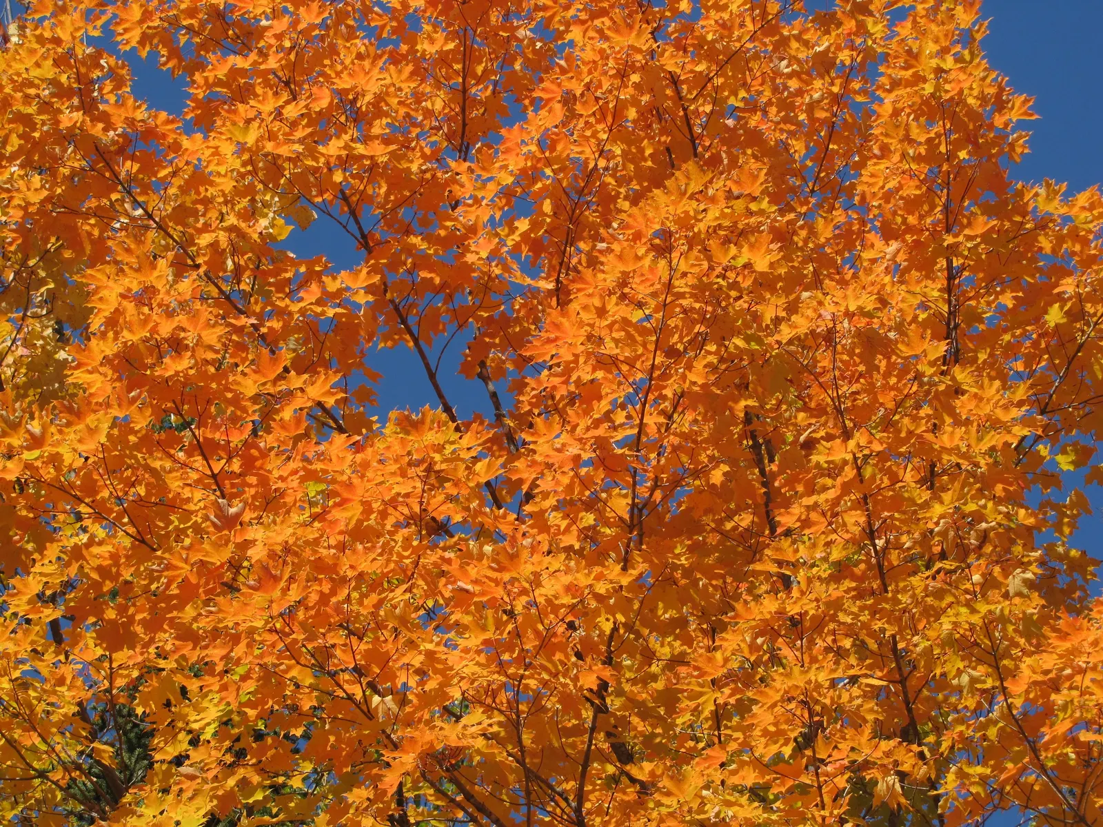 Sugar Maple (Acer Saccharum) — is a prominent feature of many temperate landscapes