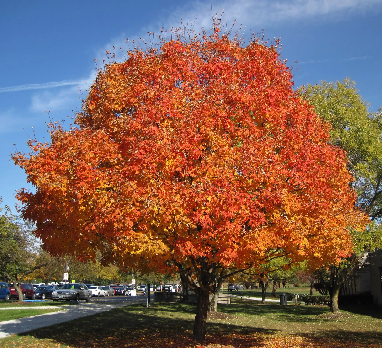 Sugar Maple (Acer Saccharum) — This majestic deciduous tree can soar to heights of 60 to 75 feet; hardiness is one of its strengths; Acer saccharum, image 60