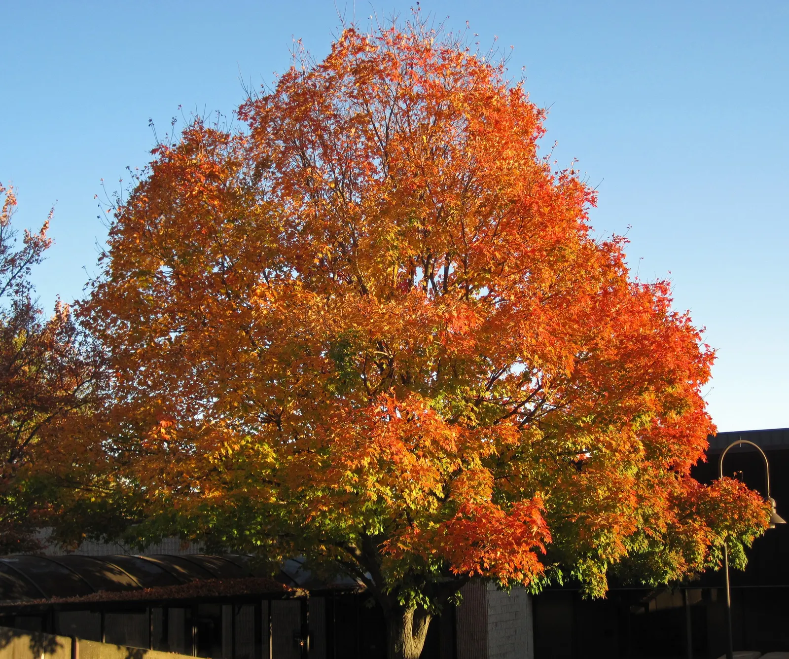 Sugar Maple (Acer Saccharum) — It prefers well-drained, fertile soil, and full to partial sun; enduring winter temperatures as low as, image 53