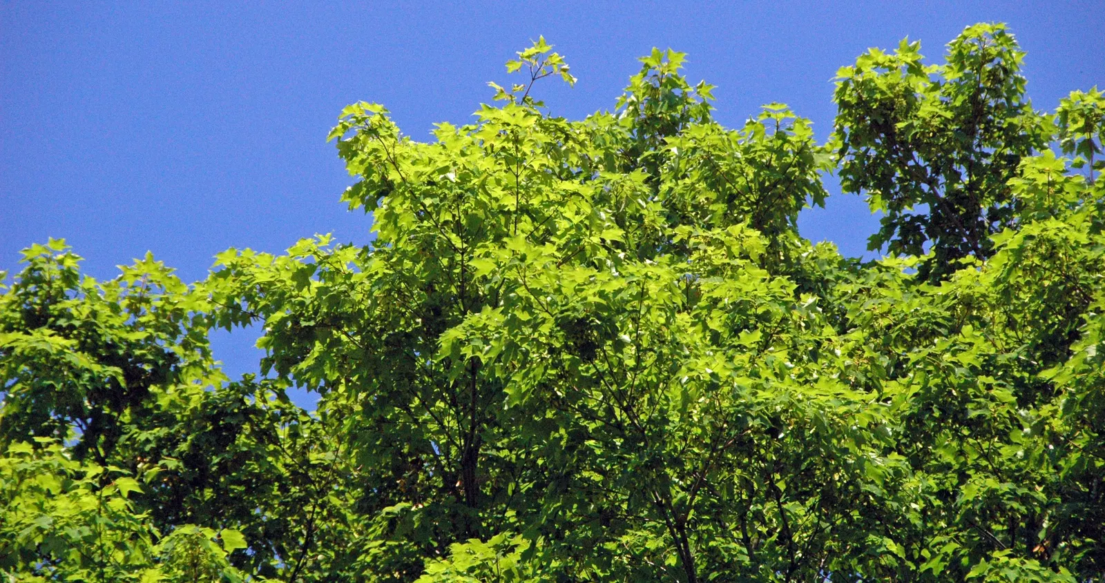 Sugar Maple (Acer Saccharum) — Notable for its sap, which is used in making maple syrup