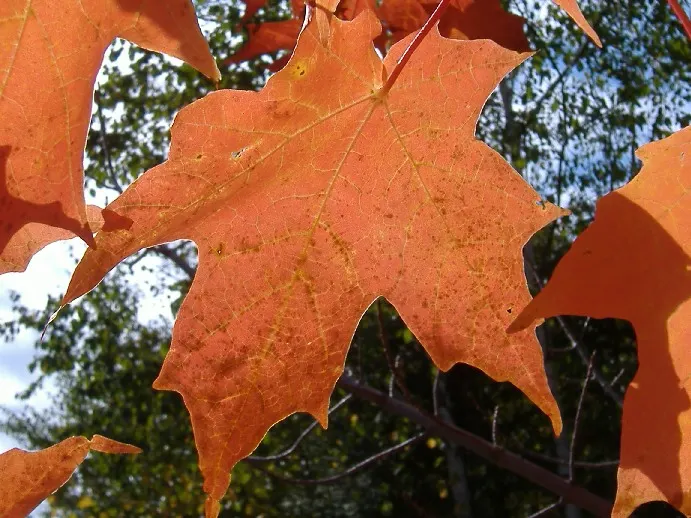 Sugar Maple (Acer Saccharum) — scientifically known as Acer saccharum