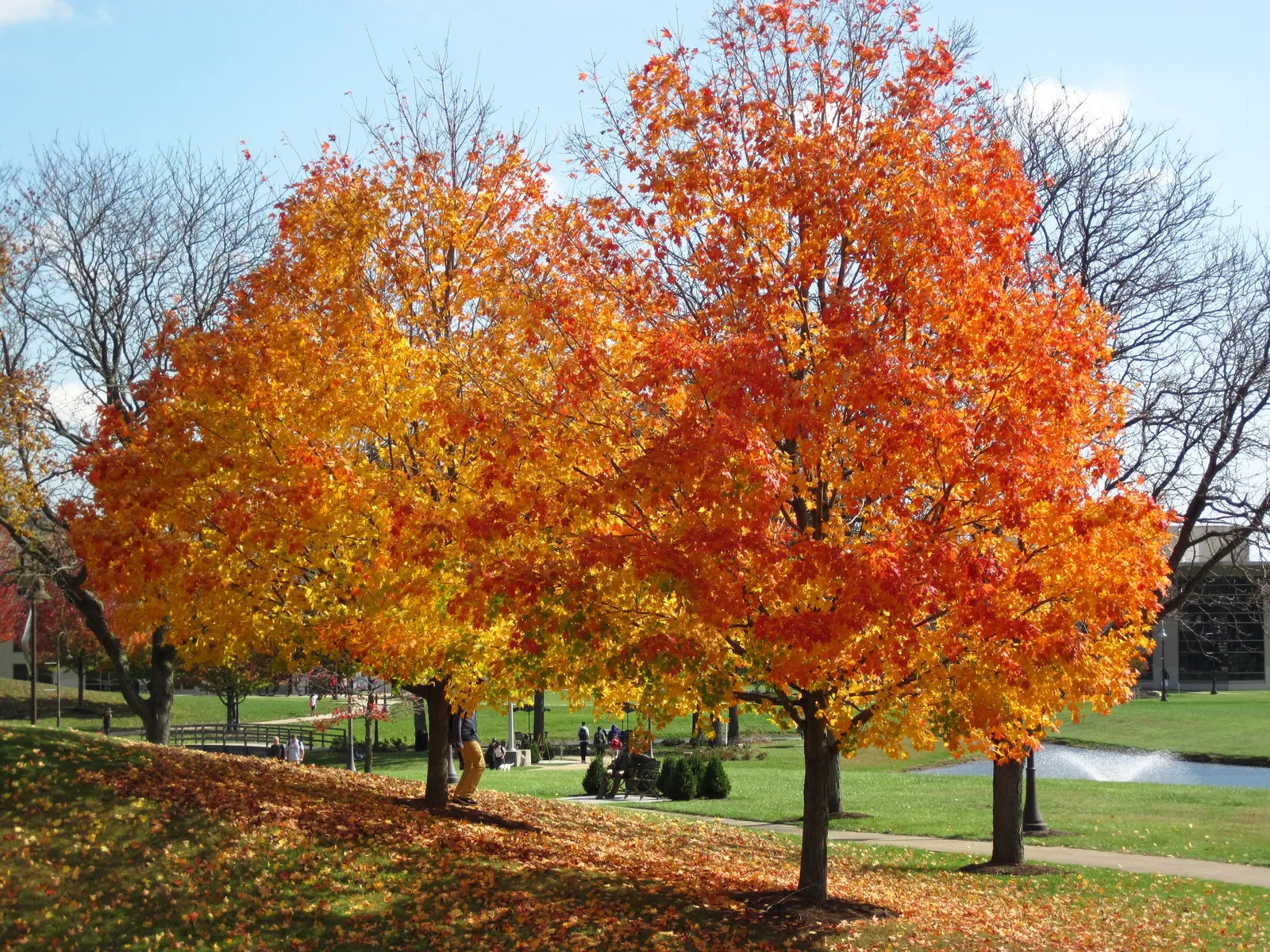 Sugar Maple (Acer Saccharum) — slightly acidic to neutral soils (pH 5.5 to 7.3); turning from a lush green in summer to a brilliant palette of orange