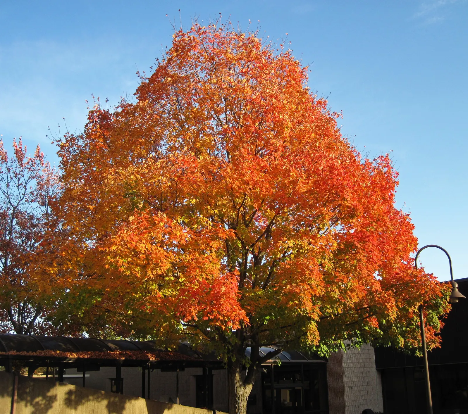 Sugar Maple (Acer Saccharum) — This hardy deciduous tree has a 40-50ft spread and thrives in USDA zones 4-8; with a stately spread of 40 to 50 feet