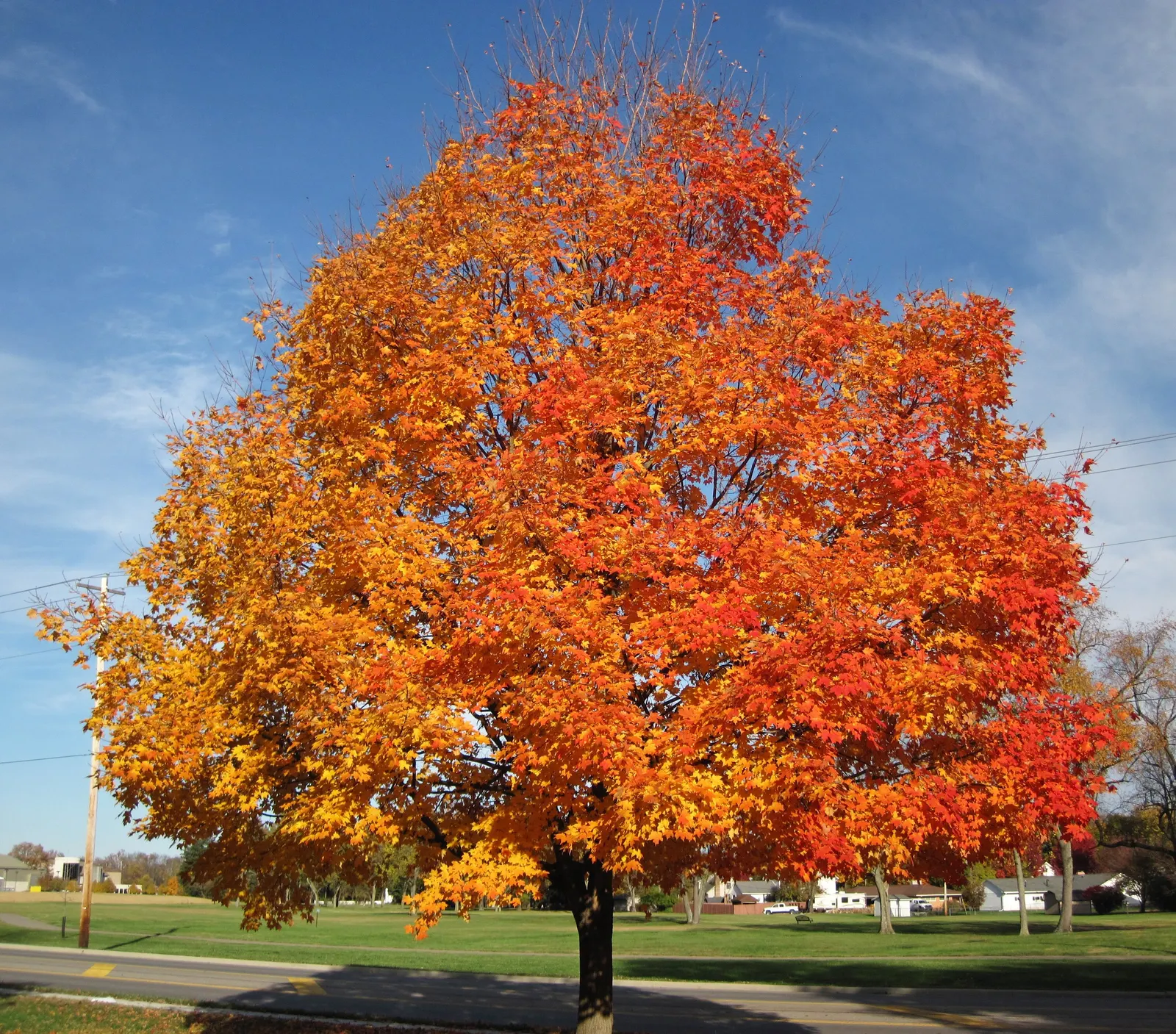 Sugar Maple (Acer Saccharum) — Notable for its sap, which is used in making maple syrup; scientifically known as Acer saccharum, image 55