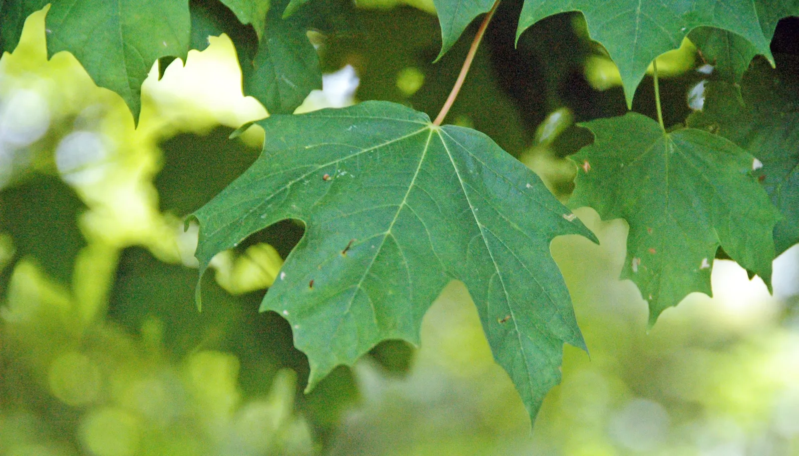 Sugar Maple (Acer Saccharum) — Hardiness is one of its strengths; Acer saccharum thrives in USDA Hardiness Zones 3 to 8