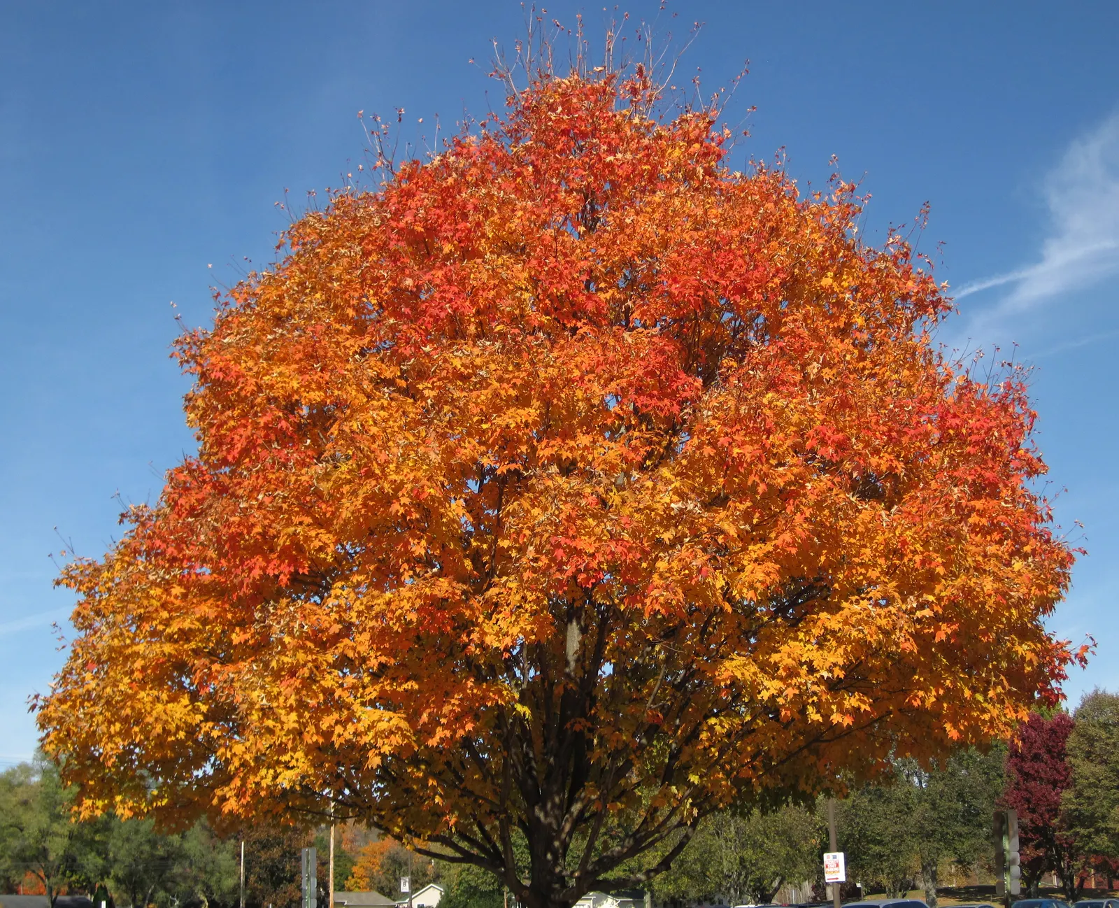 Sugar Maple (Acer Saccharum) — While it is adaptable to a range of soil types; this hardy deciduous tree has a 40-50ft spread and thrives in USDA, image 65