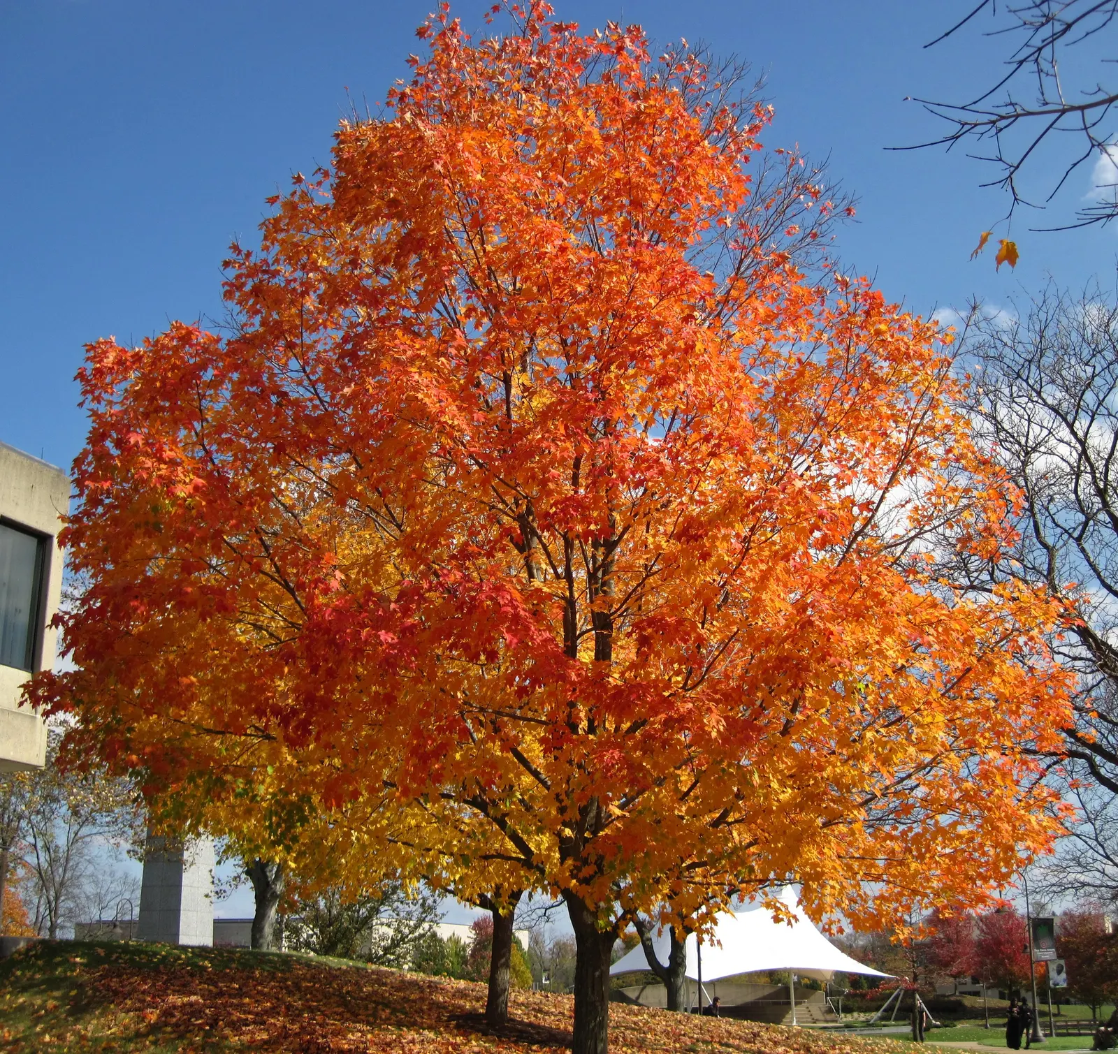 Sugar Maple (Acer Saccharum) — greatly enhancing any landscape design.<br><br>Due to its robust root system and size; the Sugar Maple (Acer saccharum)